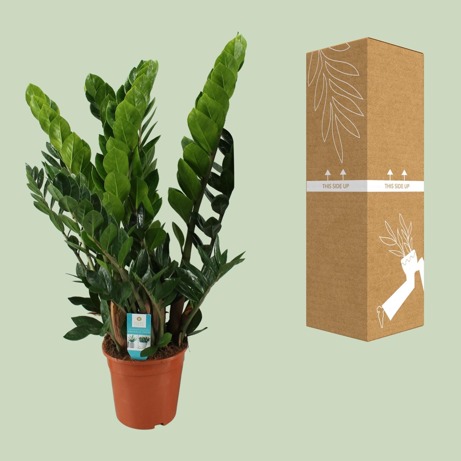 Zamioculcas Zamiifolia - ร21cm - โ80cm