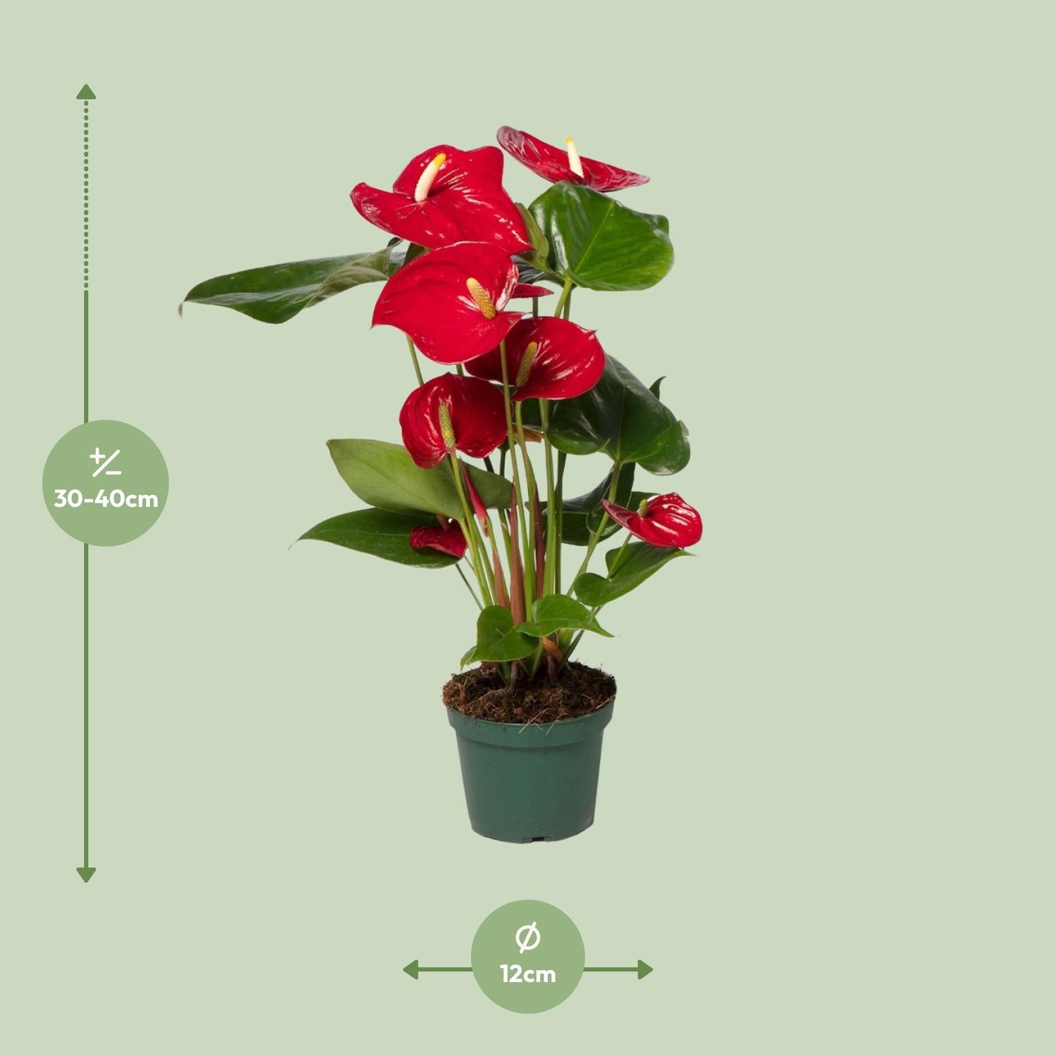 Anthurium Rood - Ø17cm - ↕55cm - Ø12cm - ↕40cm