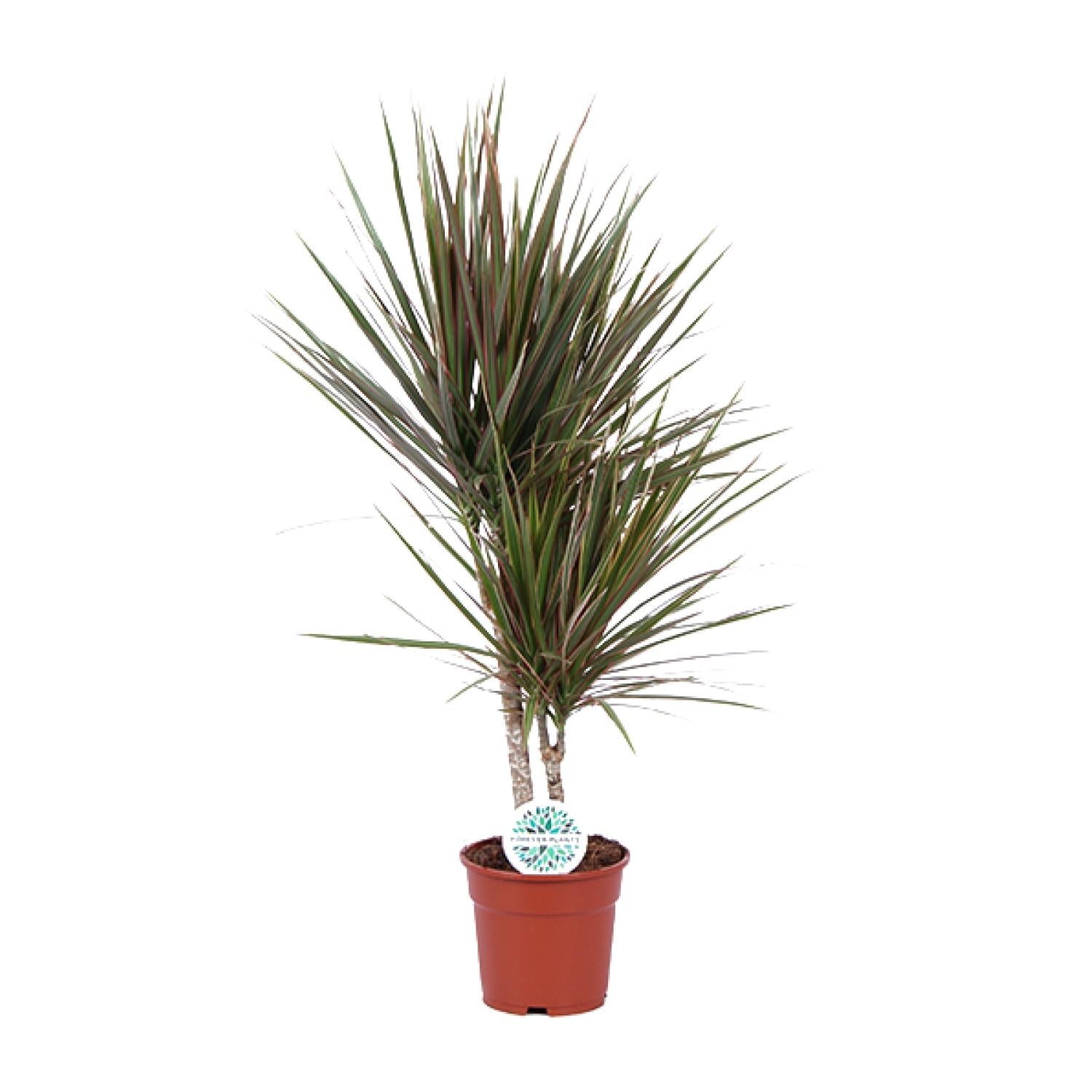 Dracaena Bicolor - Γ17cm - β75cm