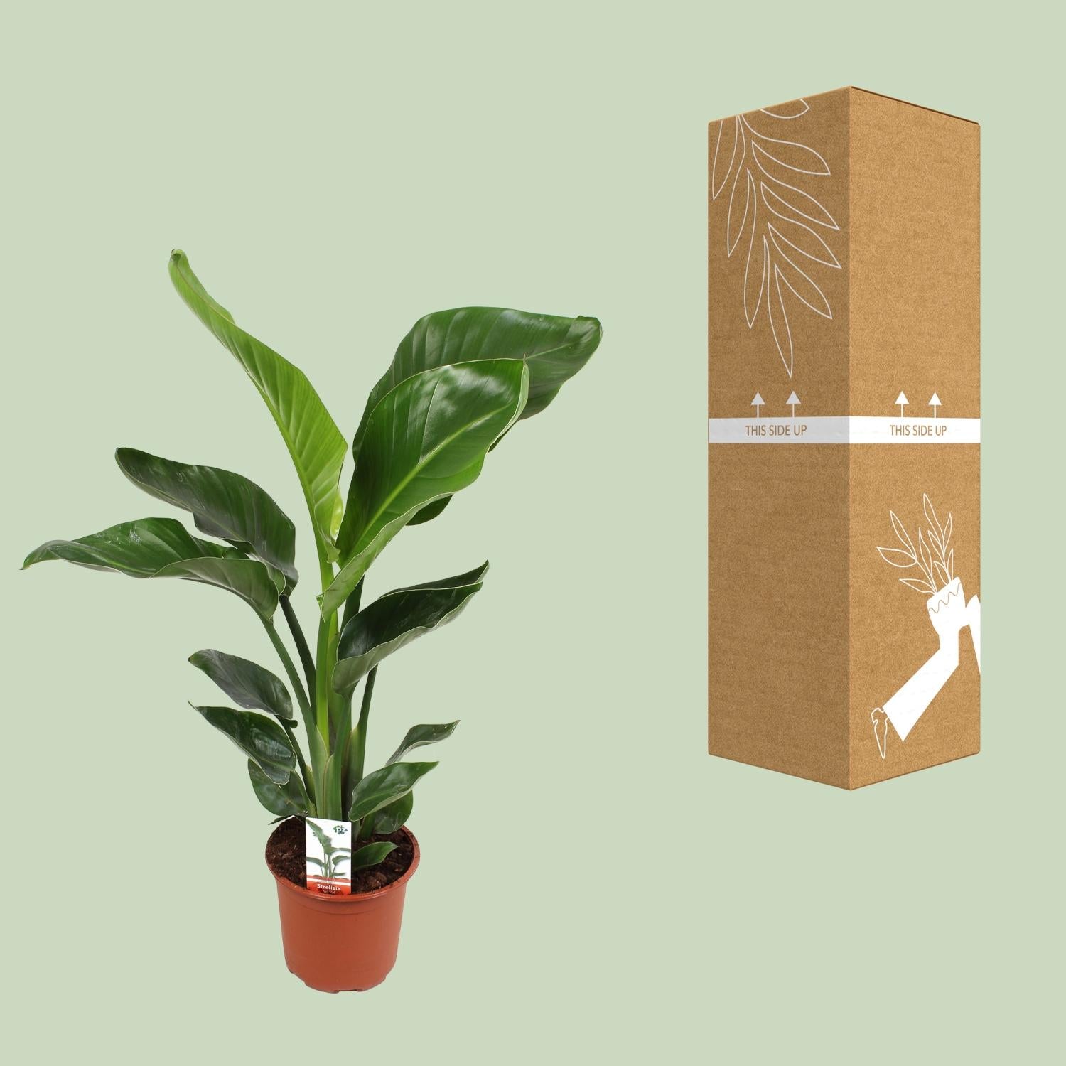 Strelitzia Nicolai Ø17cm - ↕70cm