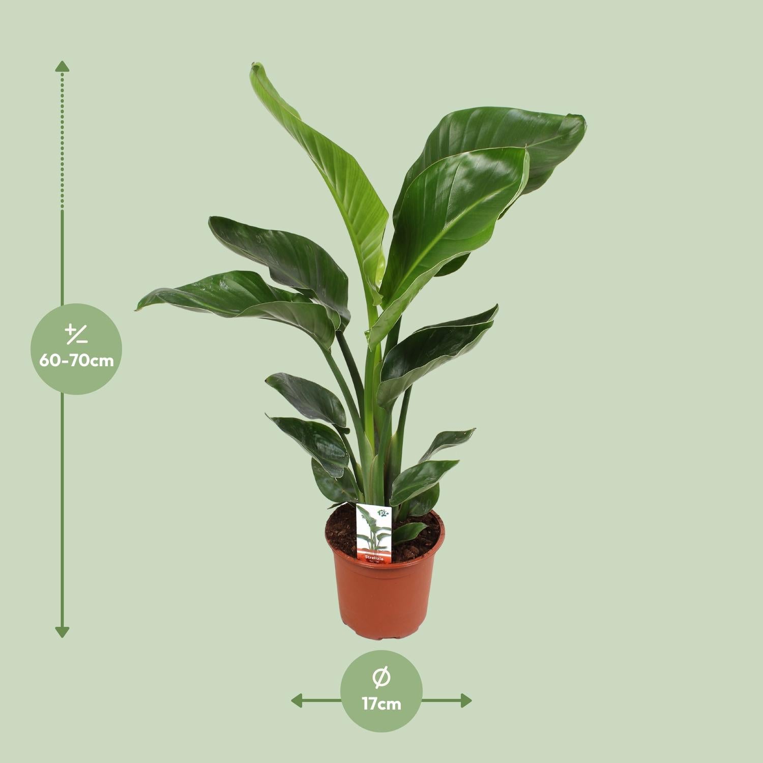 Strelitzia Nicolai Ø17cm - ↕70cm