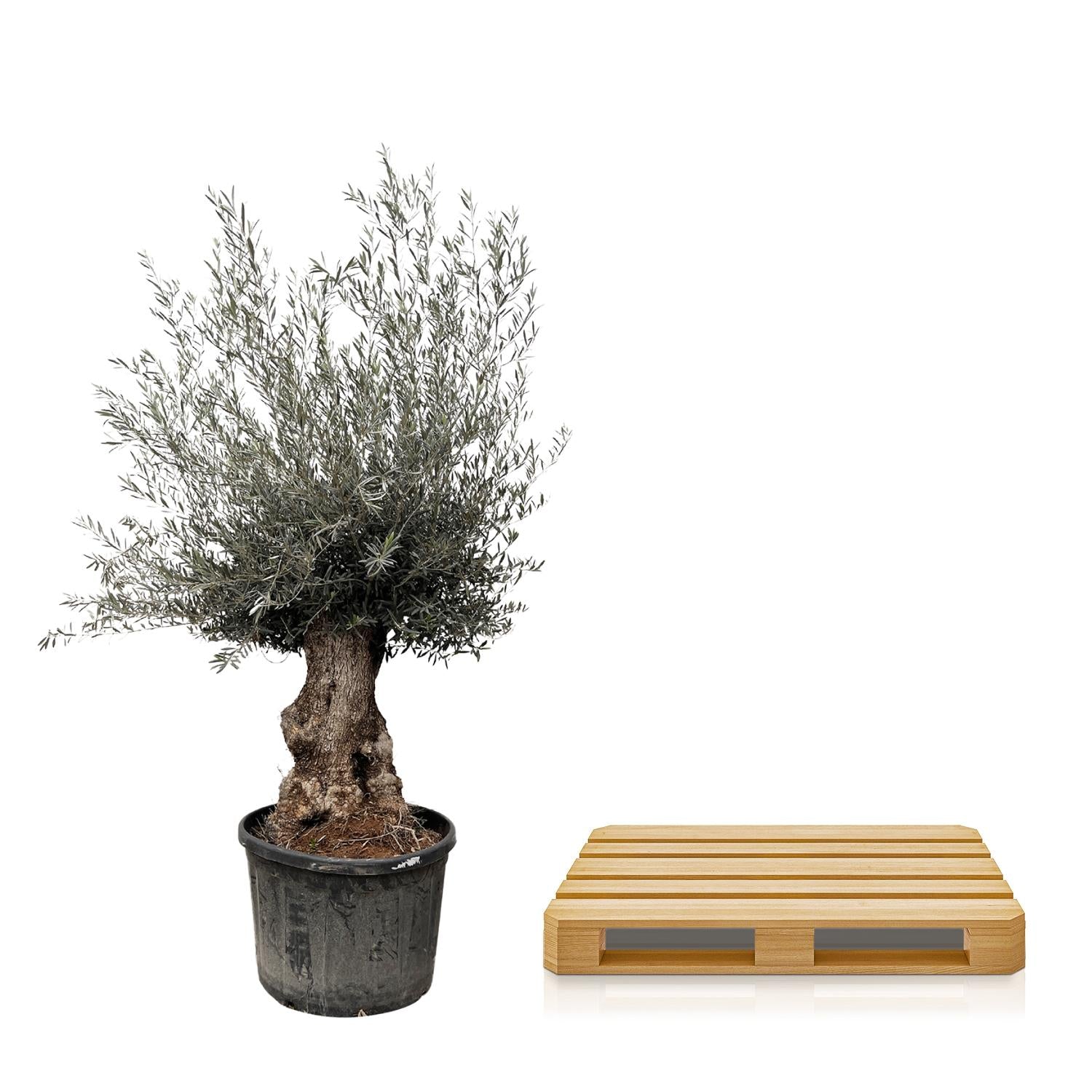 Olea Europaea Bonsai - 270cm- Γ80