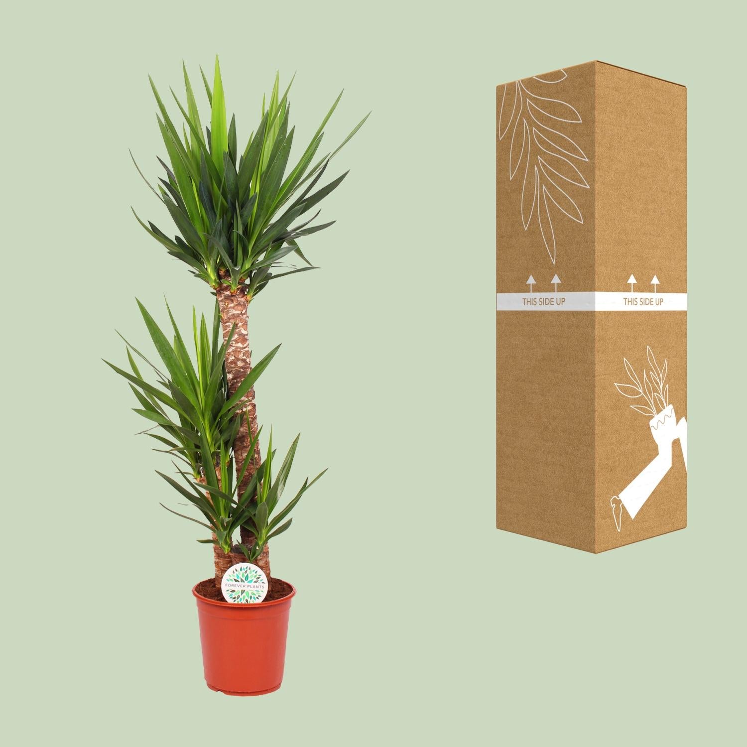 Yucca Elephantipes - Γ24cm - β125cm