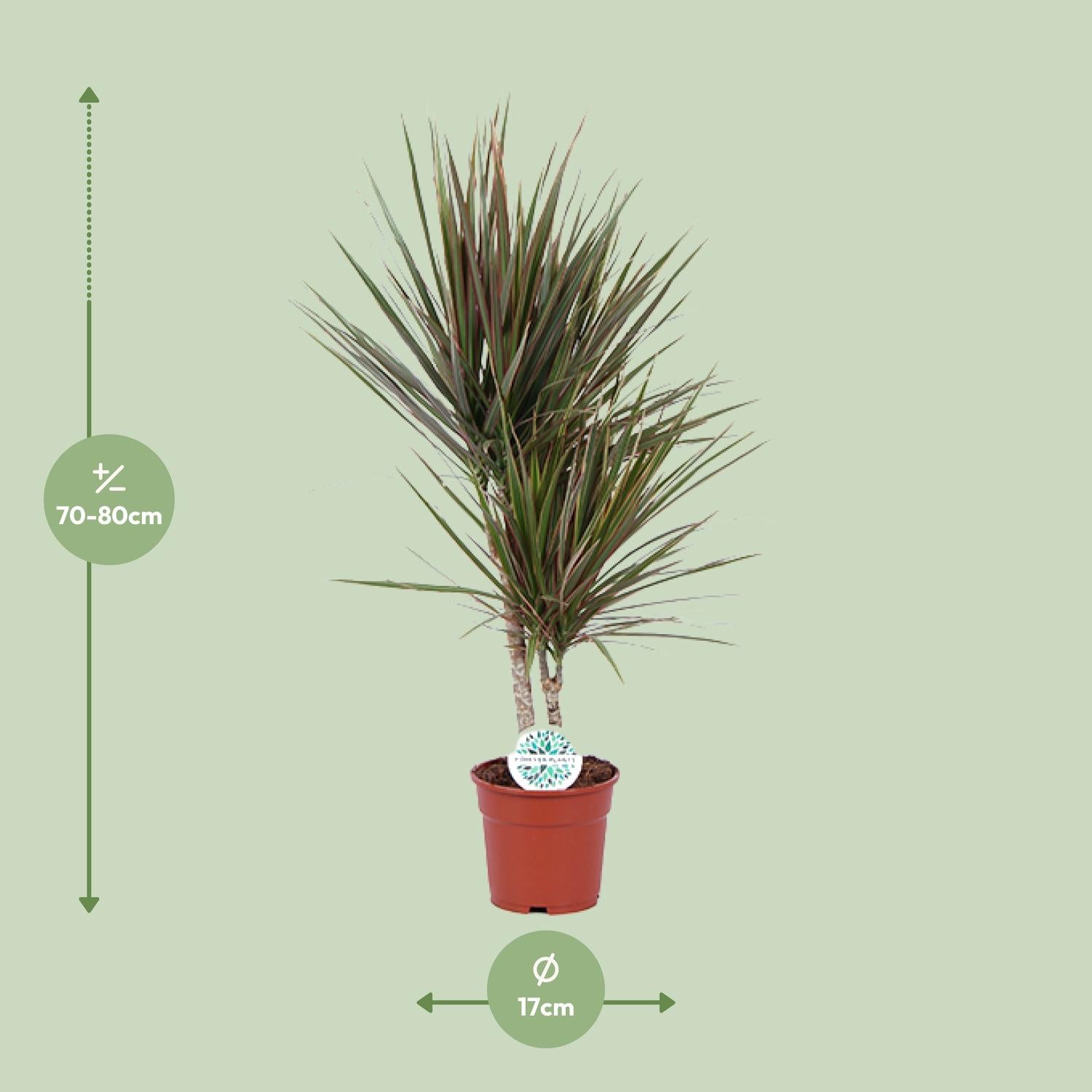 Dracaena Bicolor - Γ17cm - β75cm