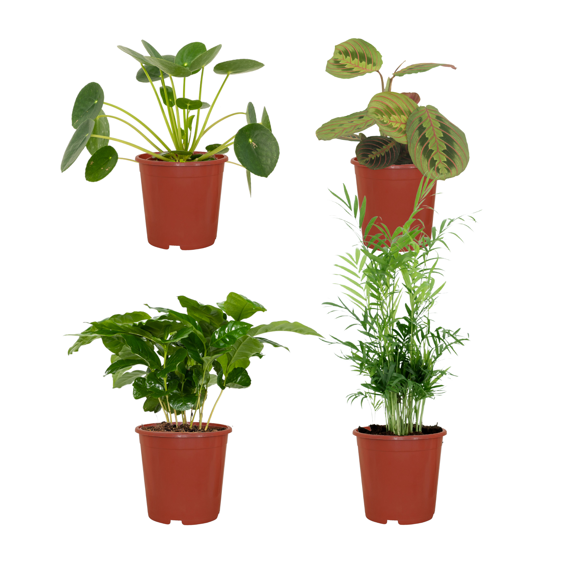 Diervriendelijke Plant Box - 4 stuks - Ø12cm - ↕20-40cm