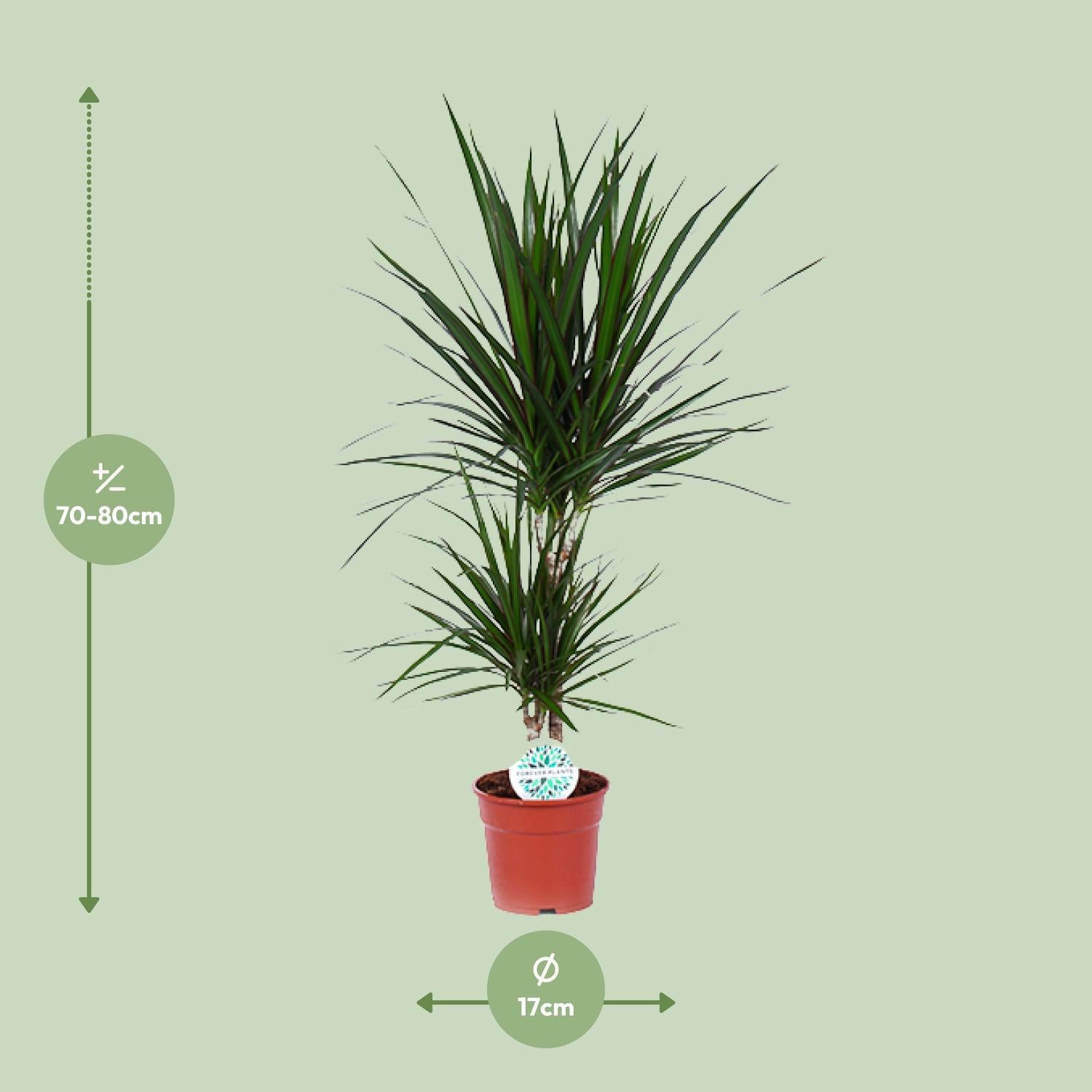 Dracaena Marginata - Γ17cm - β75cm