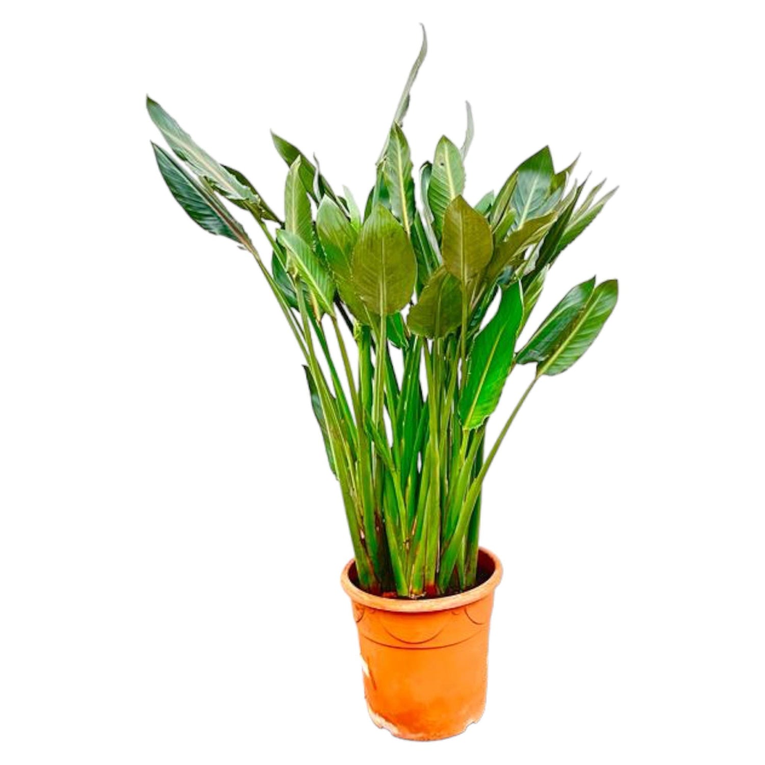 Strelitzia Reginae XL - 160cm - β30