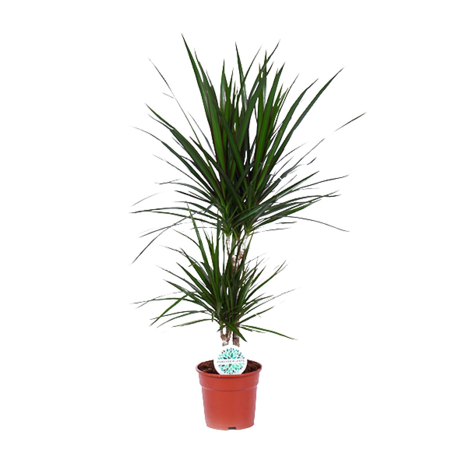 Dracaena Marginata - Γ17cm - β75cm