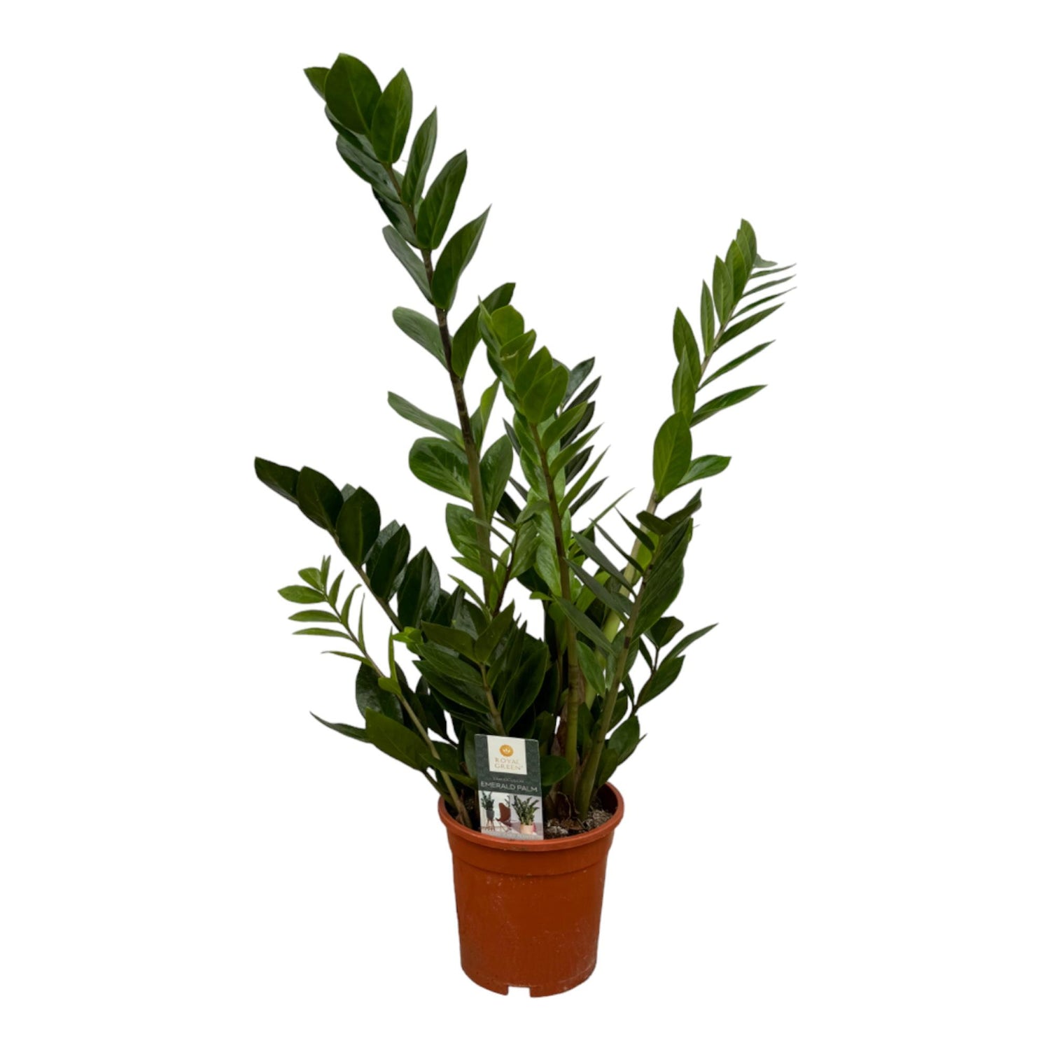 Zamioculcas - 75 cm - Ć17cm
