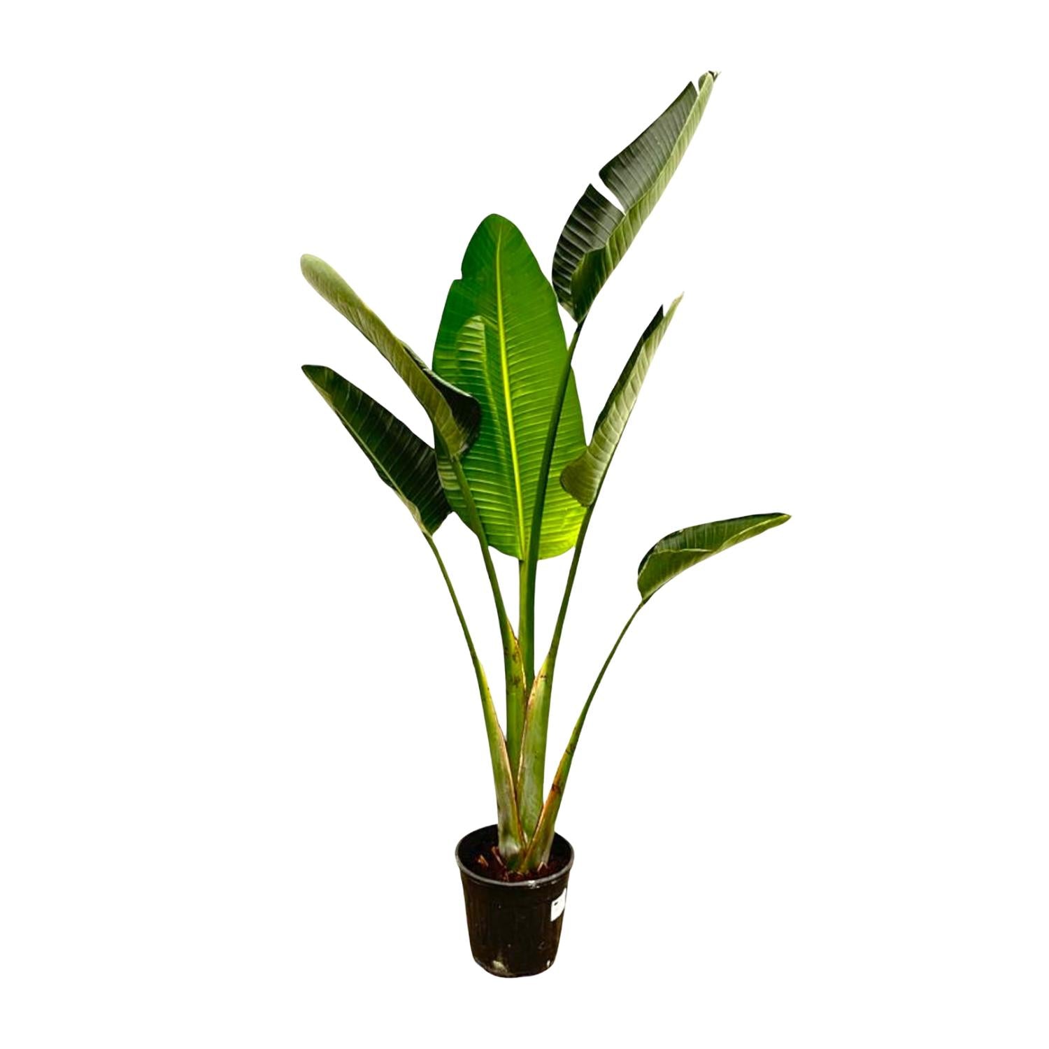 Strelitzia Augusta - 180cm - β30