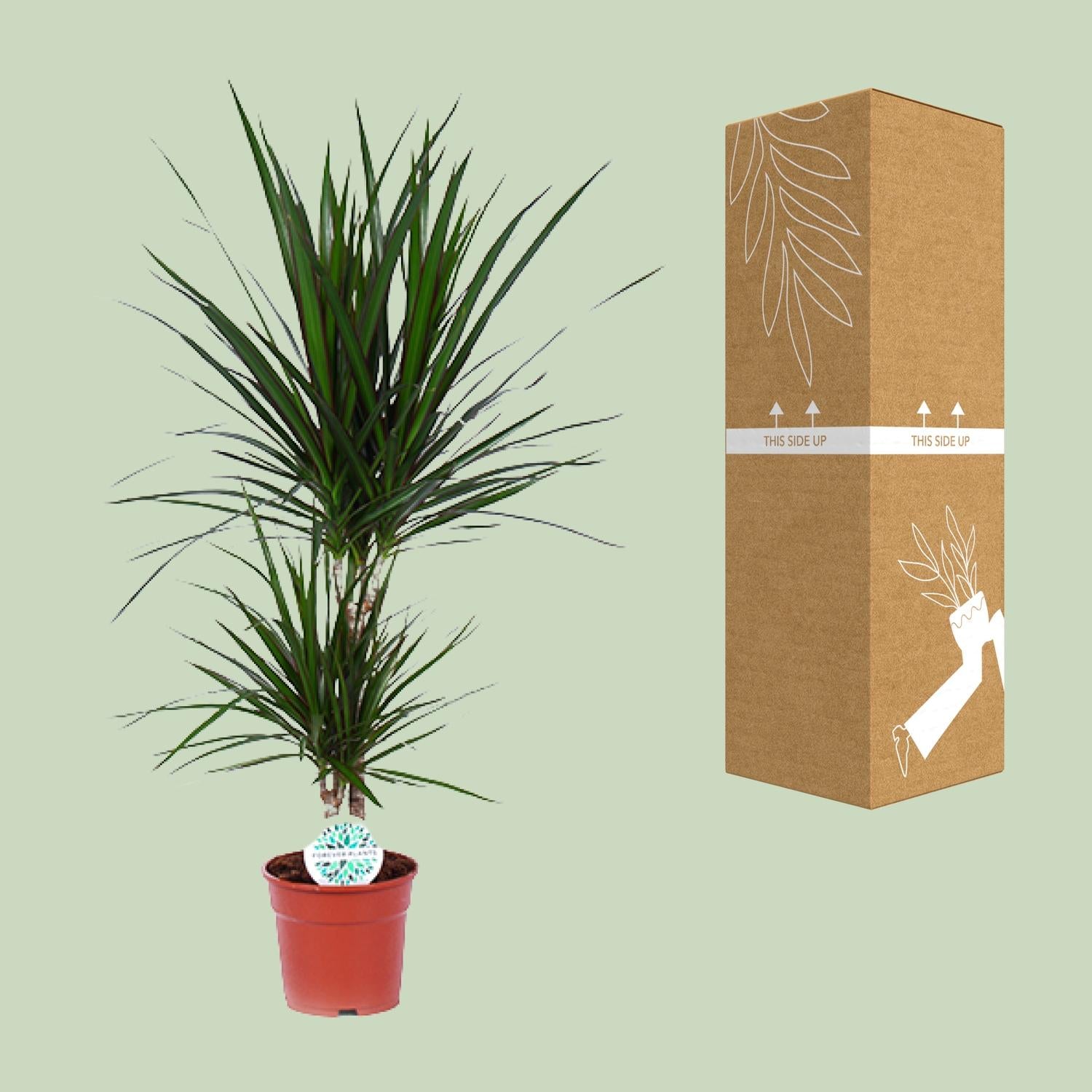 Dracaena Marginata - Γ17cm - β75cm