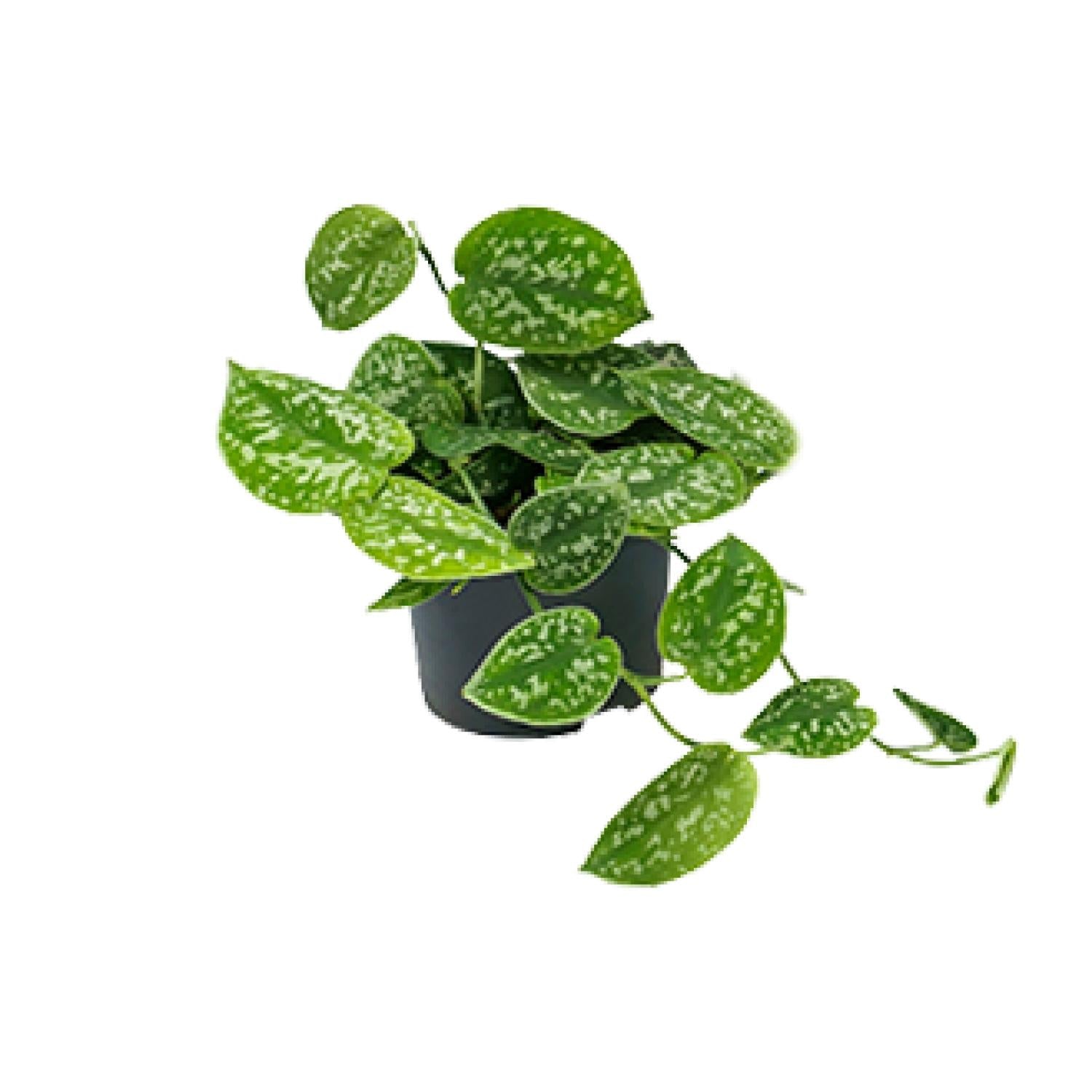 Scindapsus Pictus Argyraeus - Ø12cm - ↕15cm