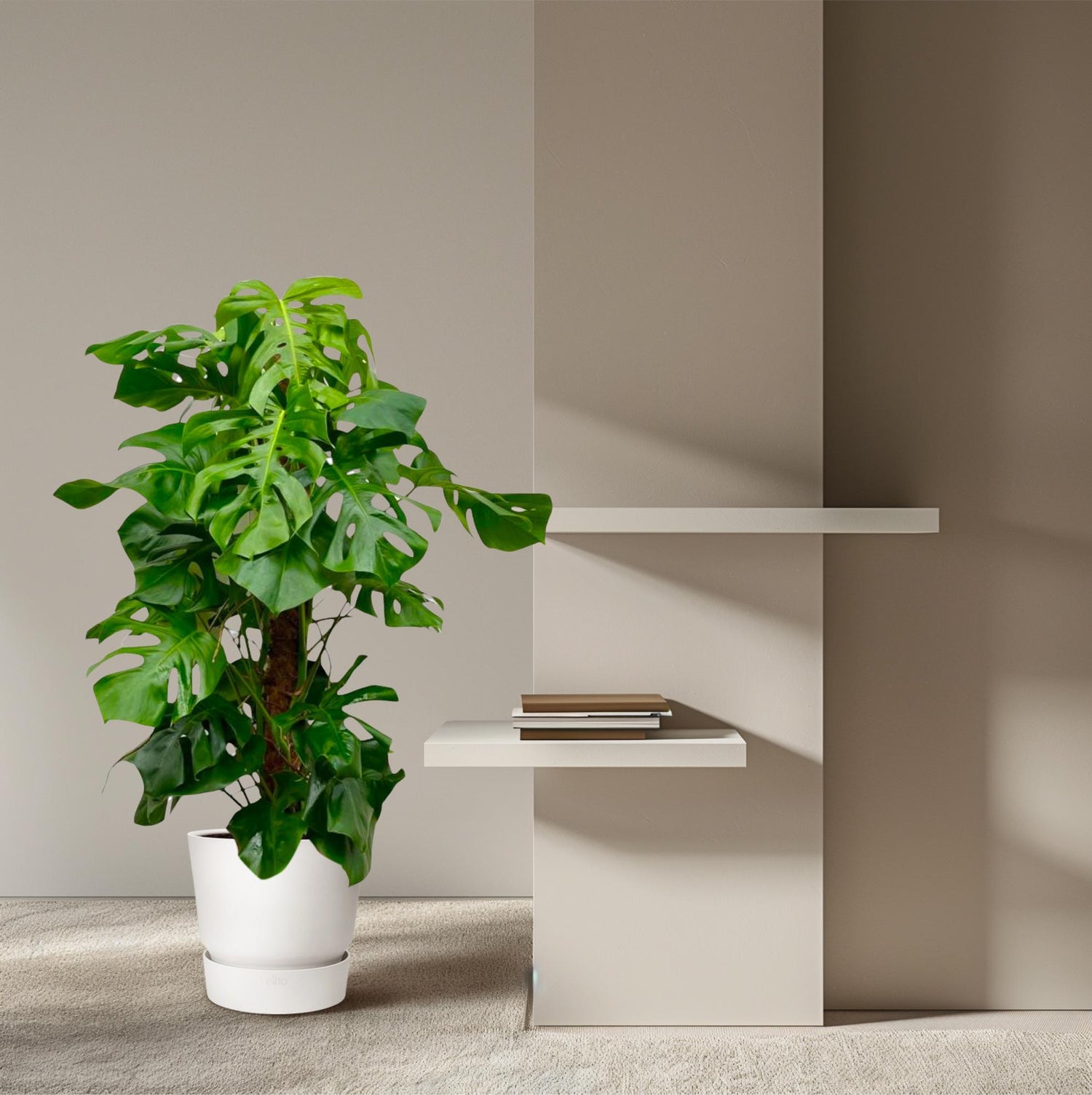 Monstera Deliciosa XXL - 150cm - ā27