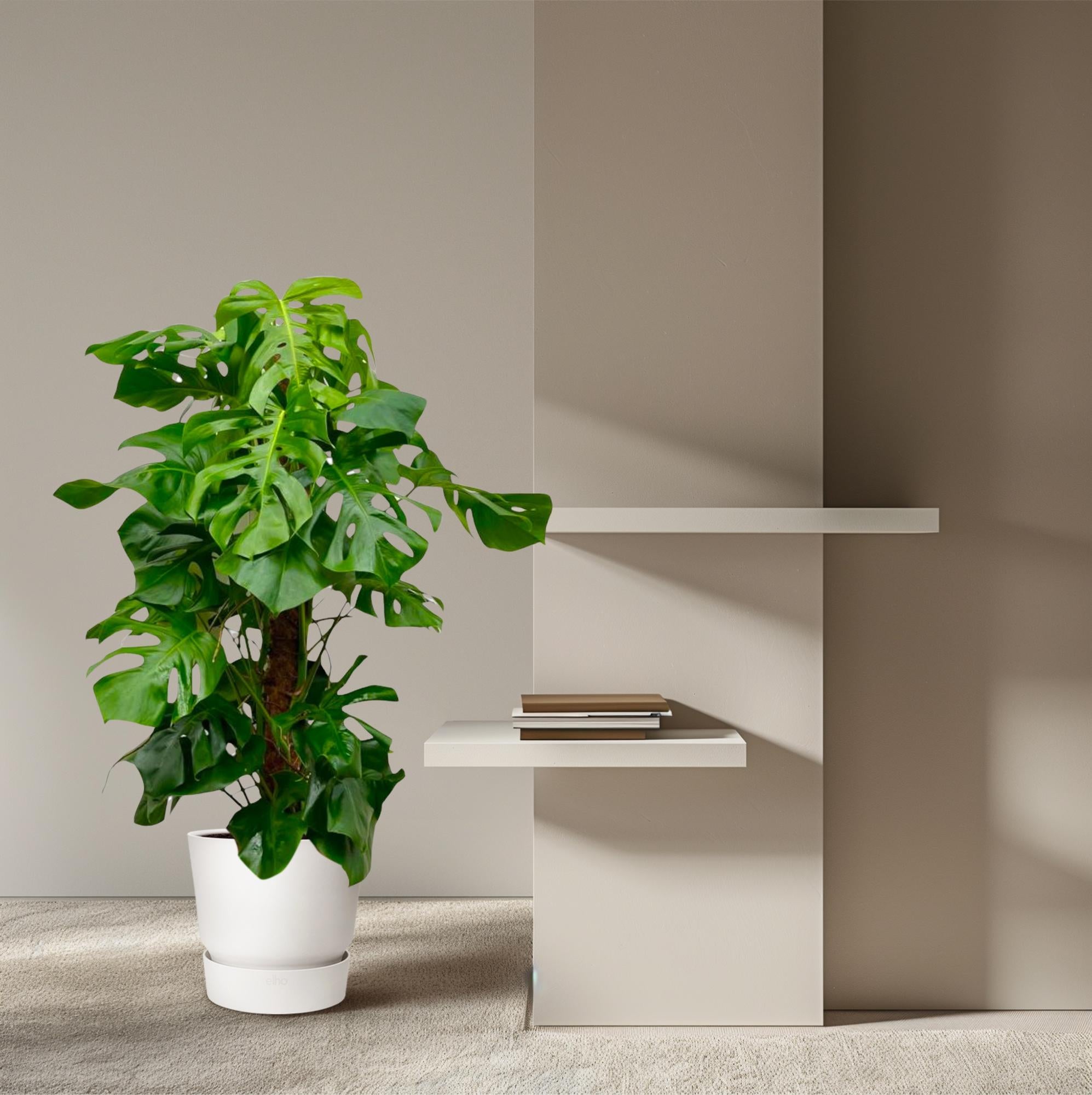 Monstera Deliciosa XXL - 150cm - ā27