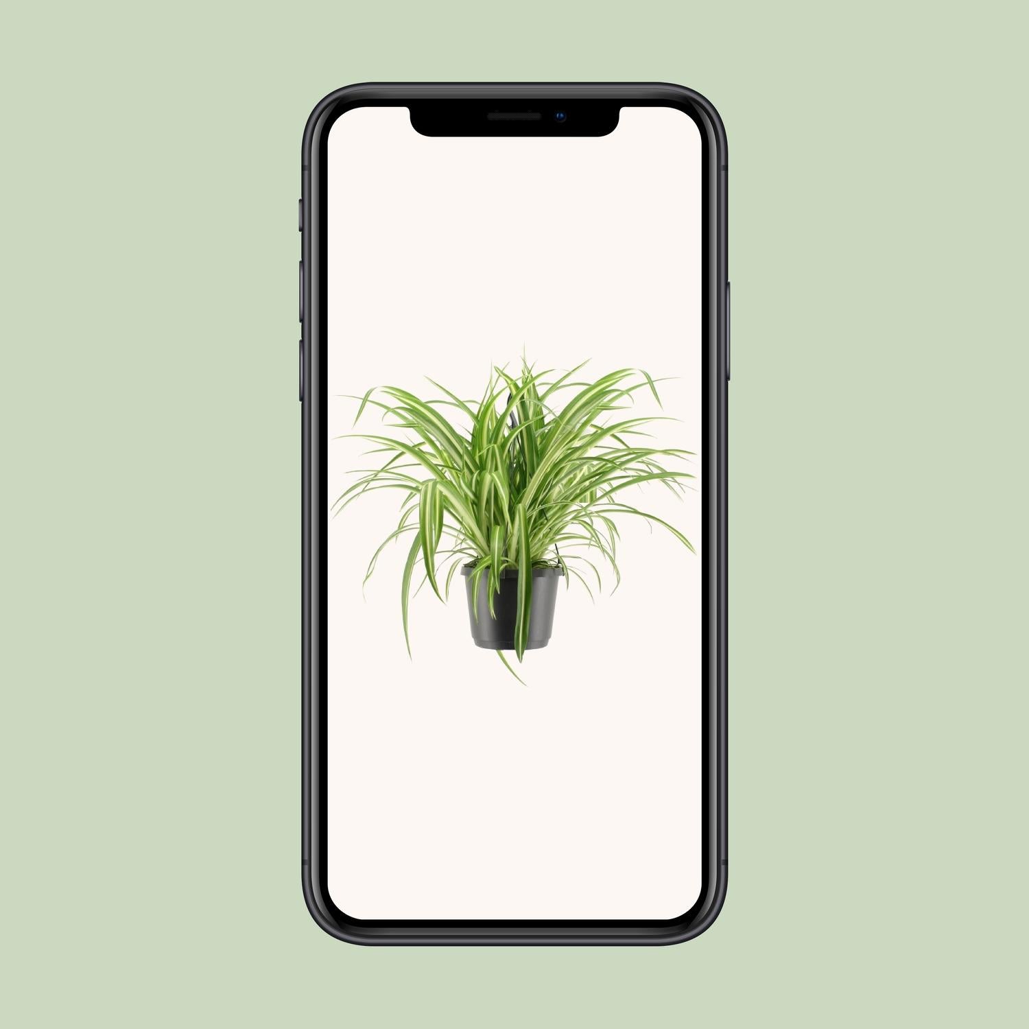 Chlorophytum Comosum Variegatum - Γ17cm - β30cm