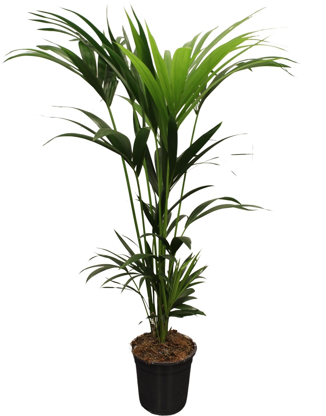 Howea Forsteriana (Kentia) 5 Pit 120-140cm - Γ21cm - β120cm