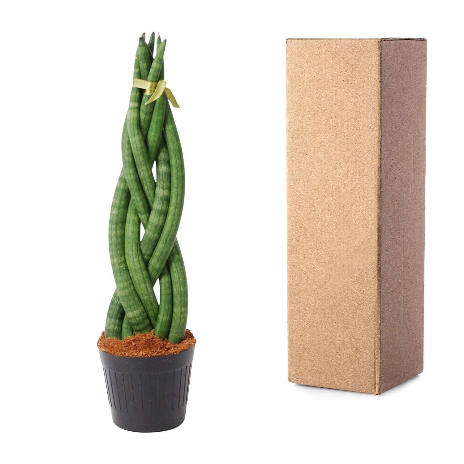 Sansevieria cylindrica &