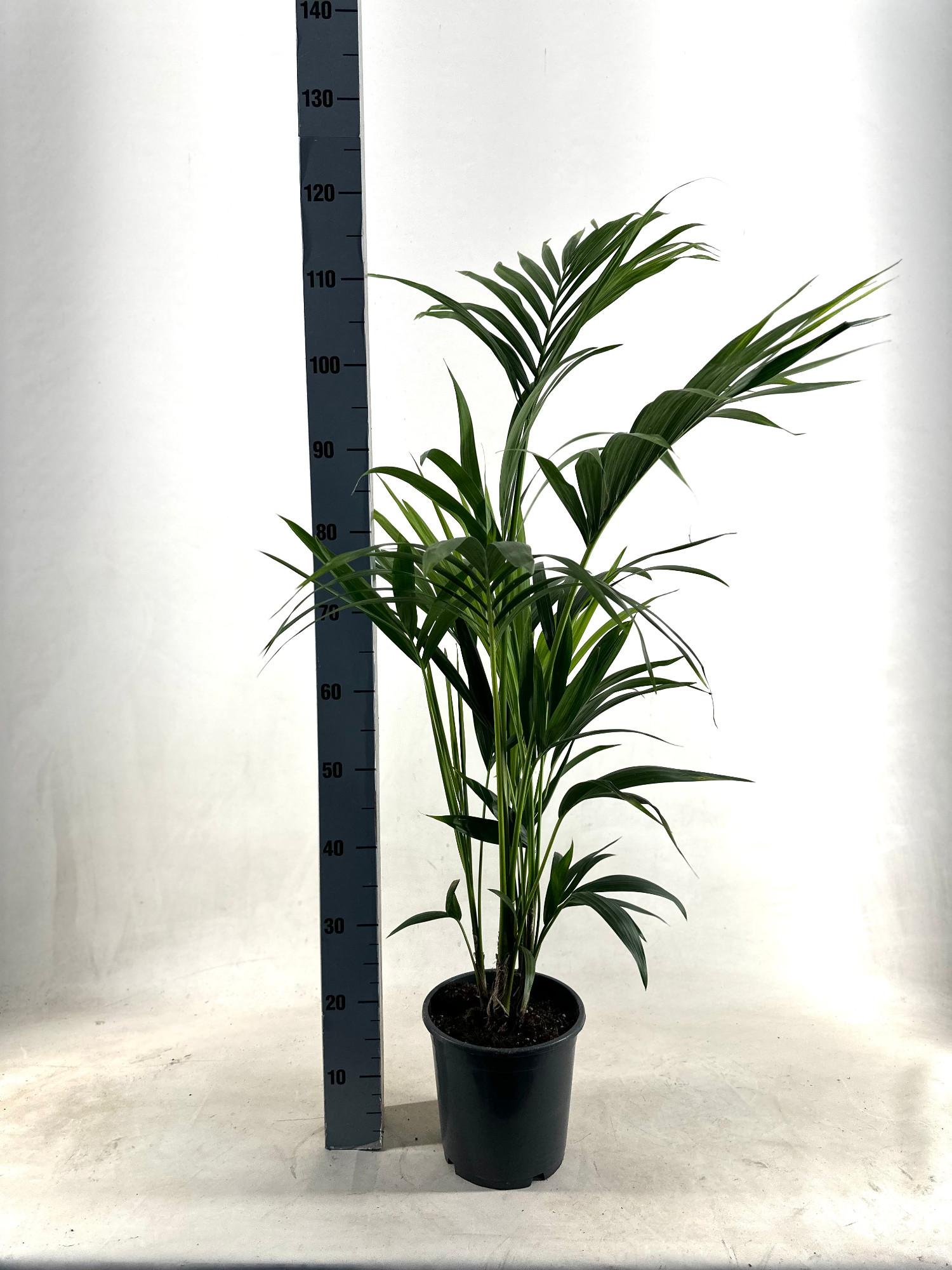 KENTIA - Howea Forsteriana - Ø21cm - ↕110cm