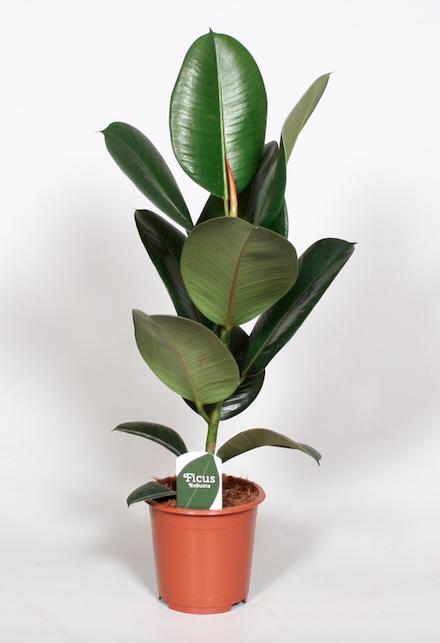 Ficus Elastica Robusta - Γ17cm - β65cm