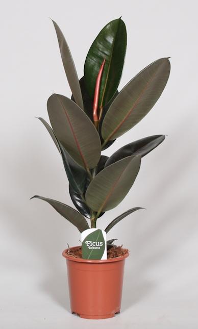Ficus Elastica Abidjan - Γ17cm - β60cm