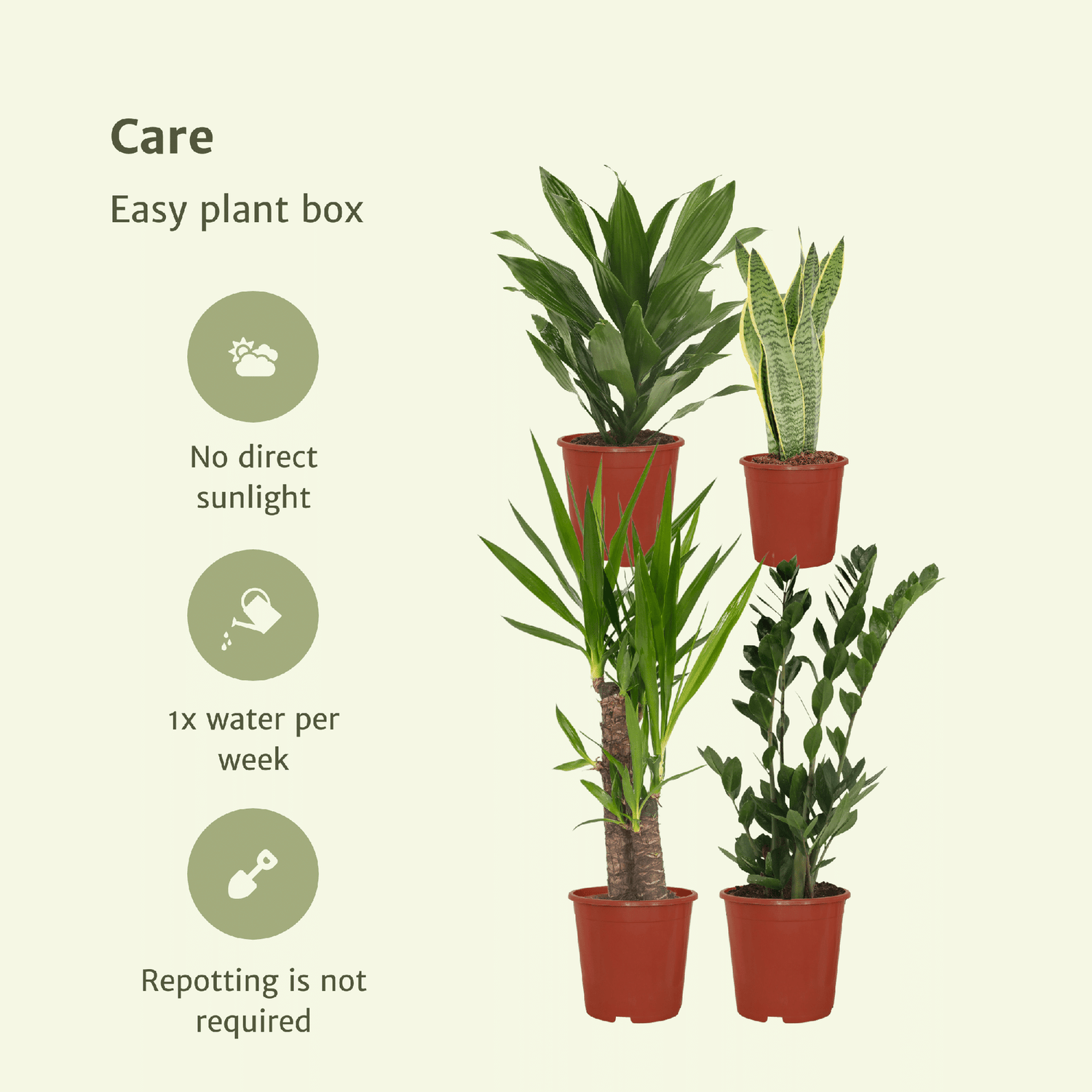 Makkelijke plant box - 4 kamerplanten - Verschillende hoogtes - Ć14-Ć17