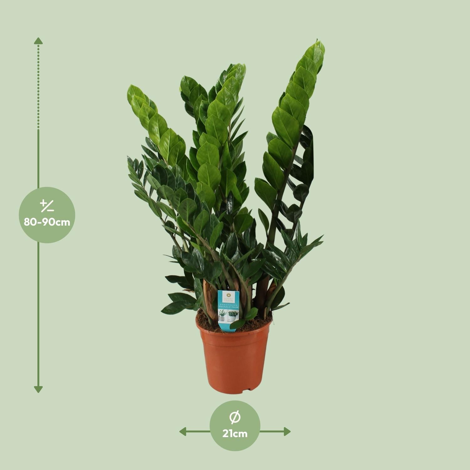 Zamioculcas Zamiifolia - ร21cm - โ80cm
