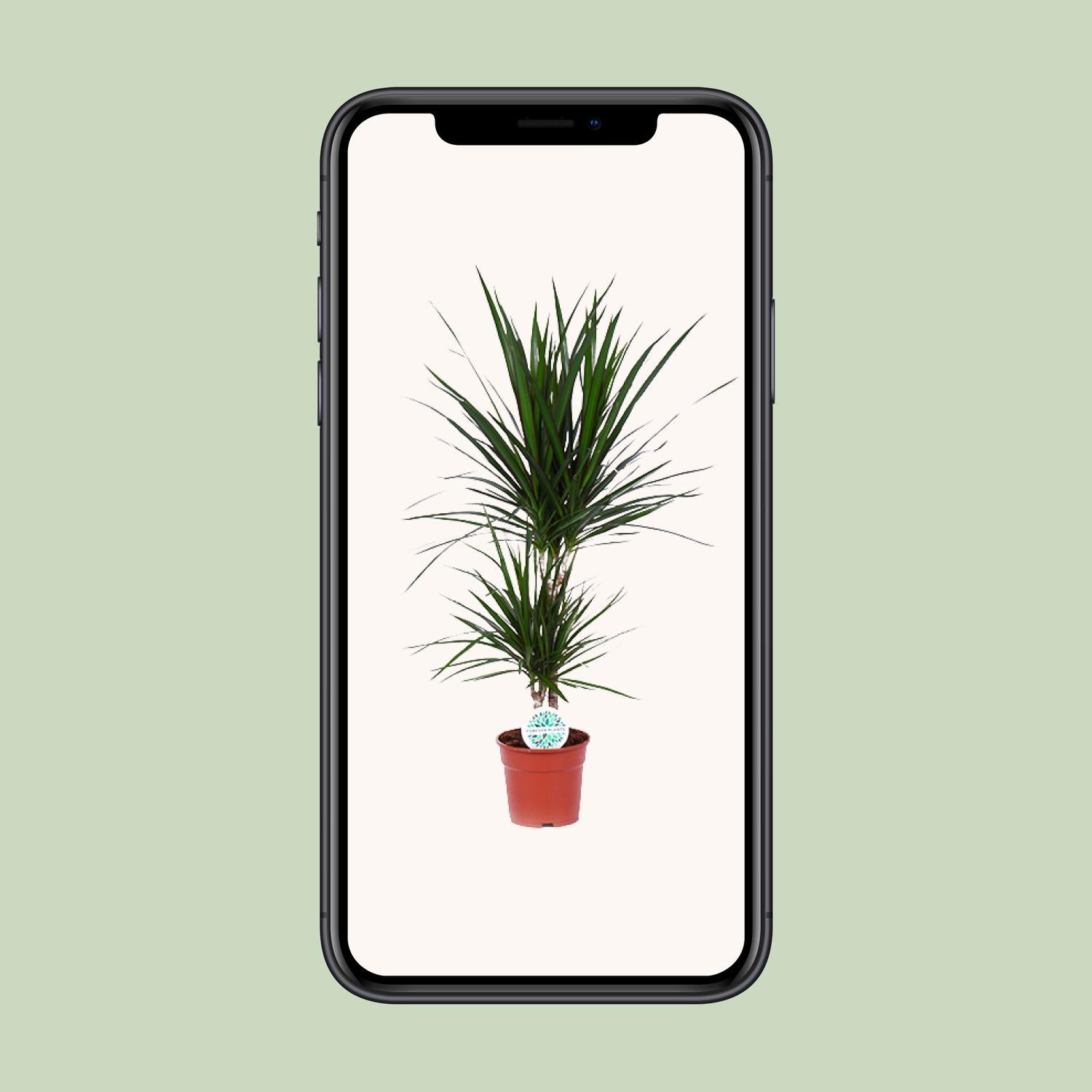 Dracaena Marginata - Γ17cm - β75cm