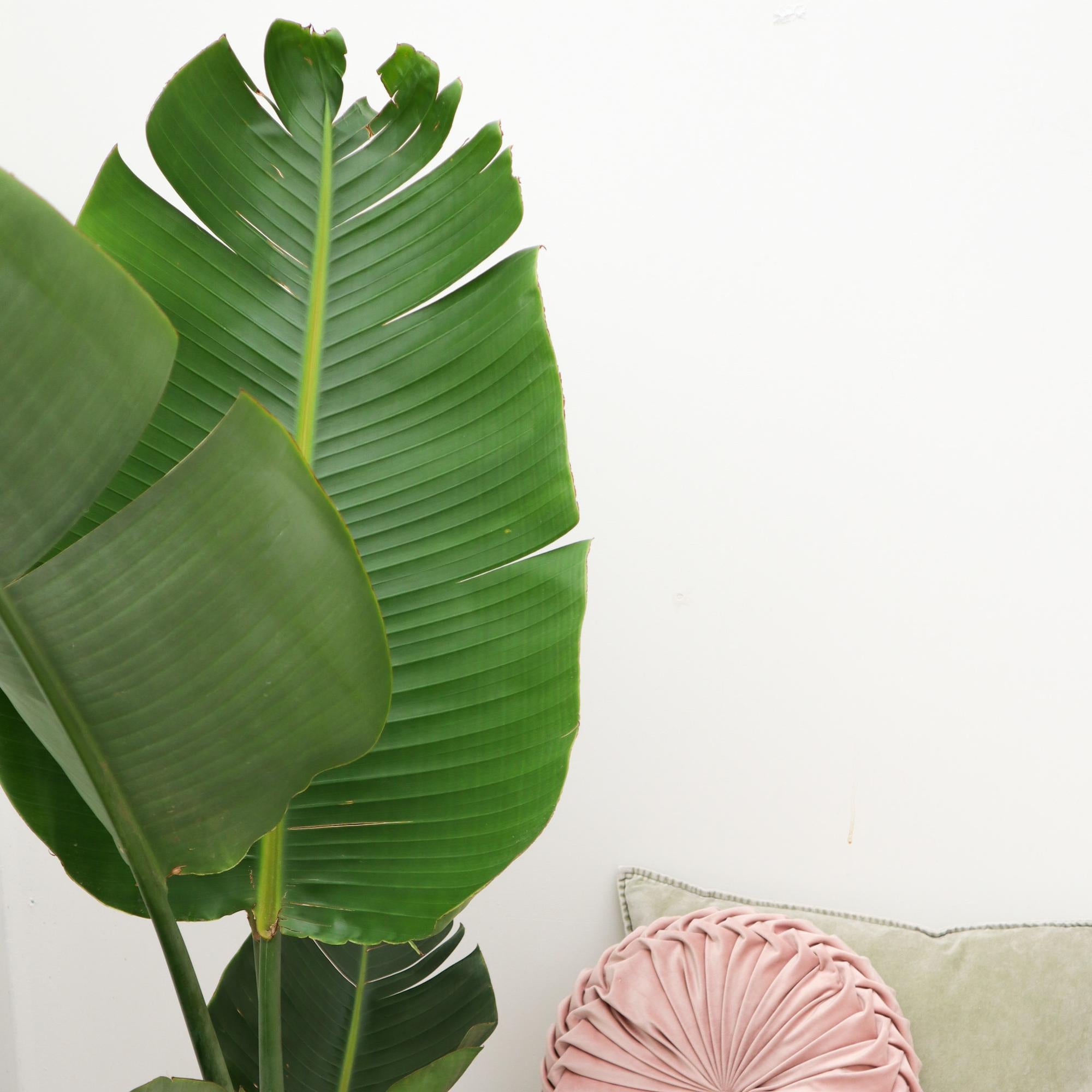 Strelitzia Augusta - 180cm - β30