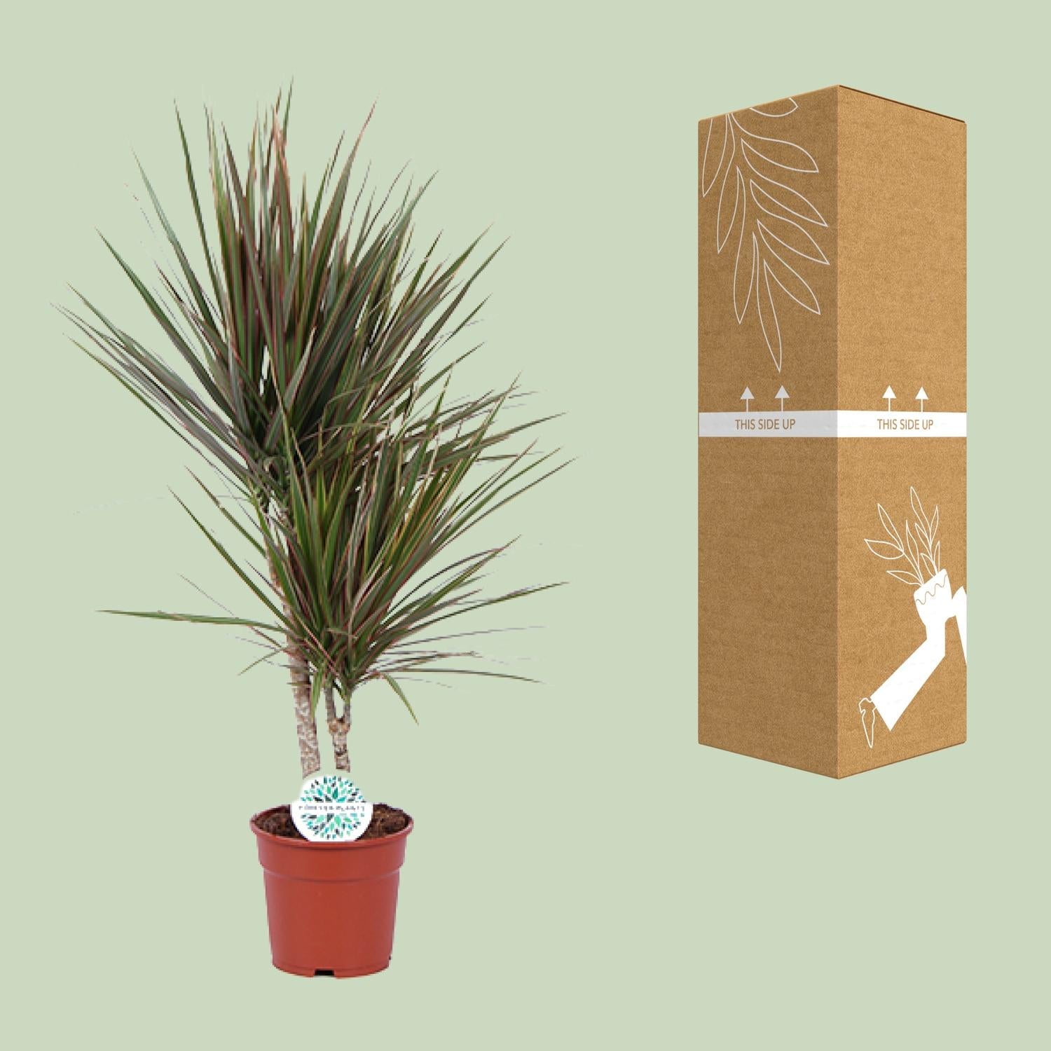 Dracaena Bicolor - Γ17cm - β75cm