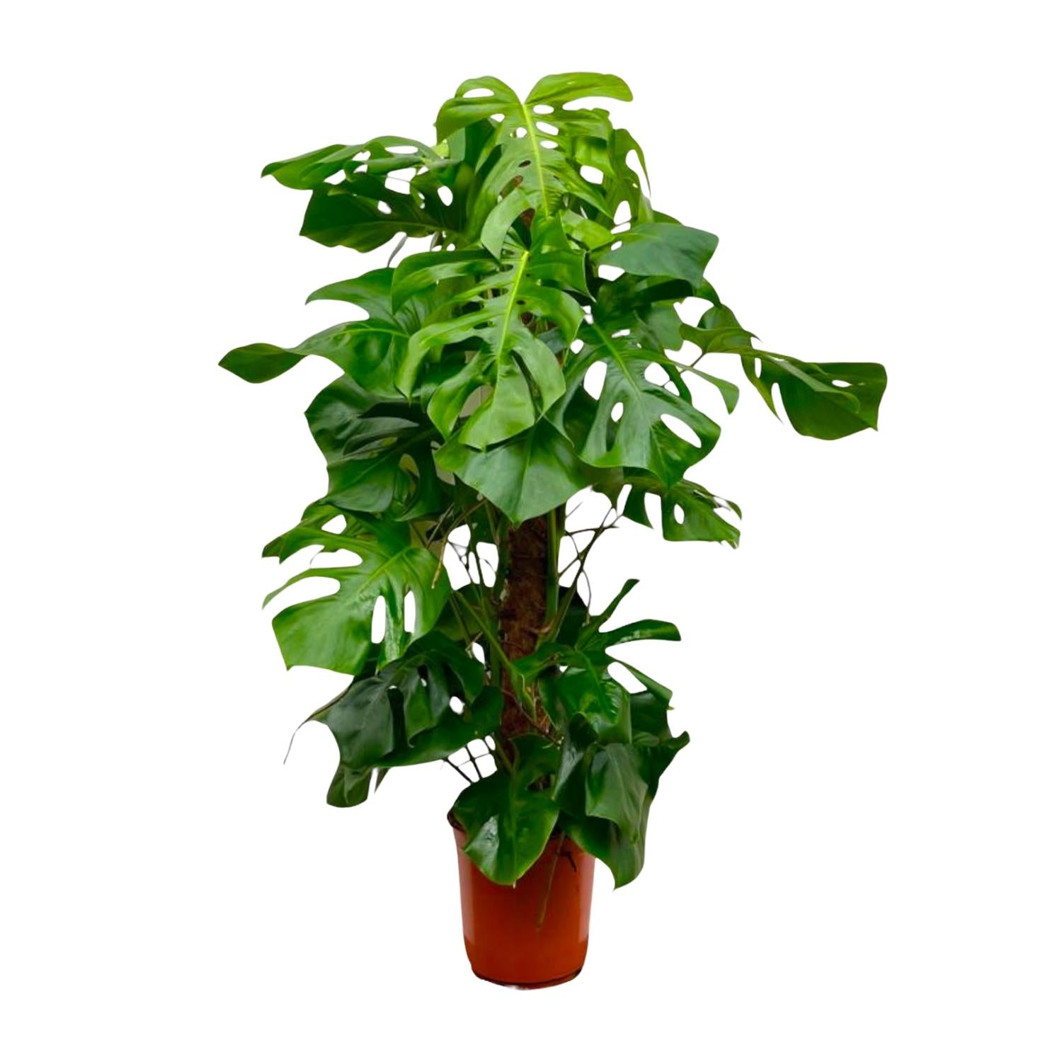 Monstera Deliciosa XXL - 150cm - ā27
