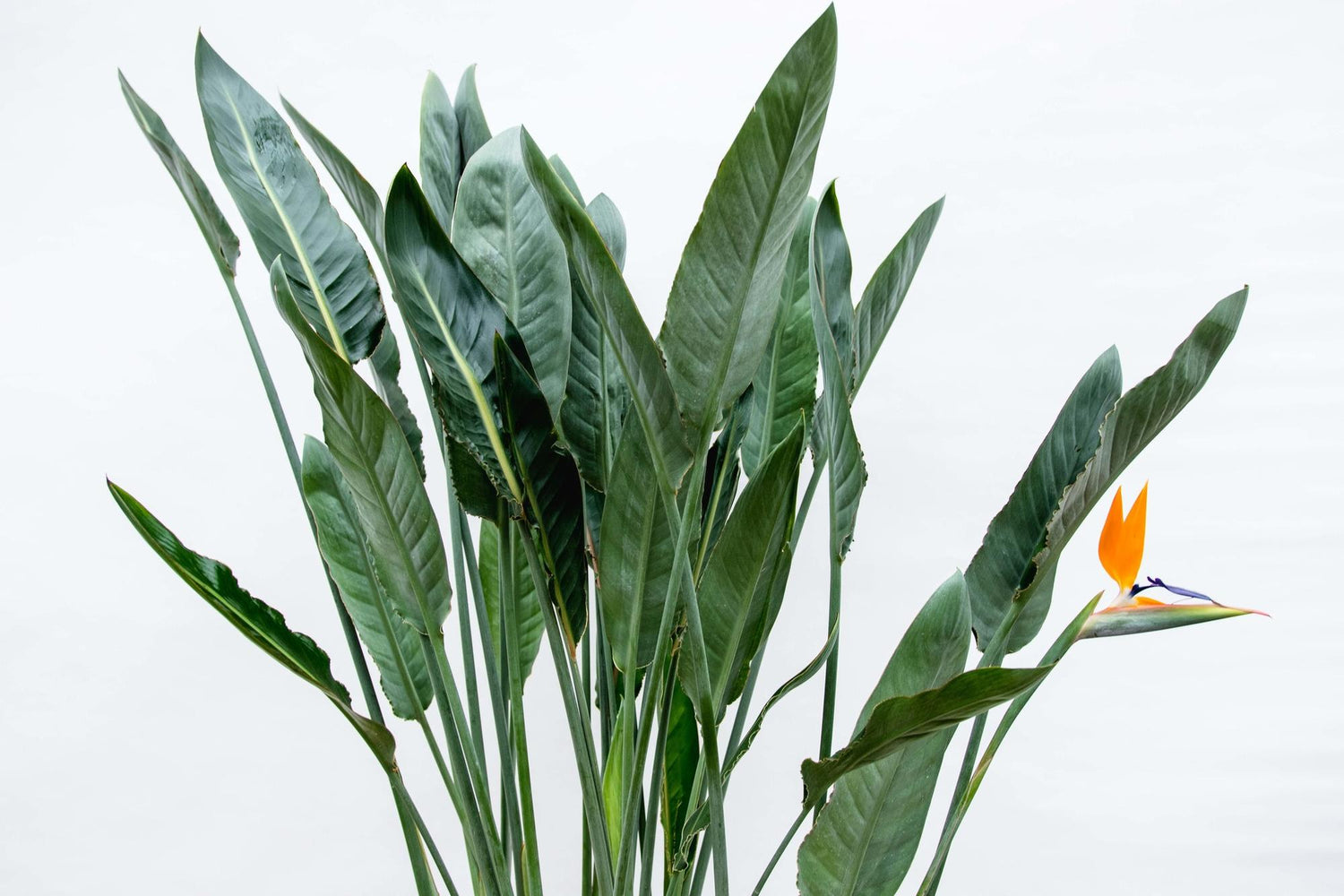 Strelitzia Reginae XL - 160cm - β30