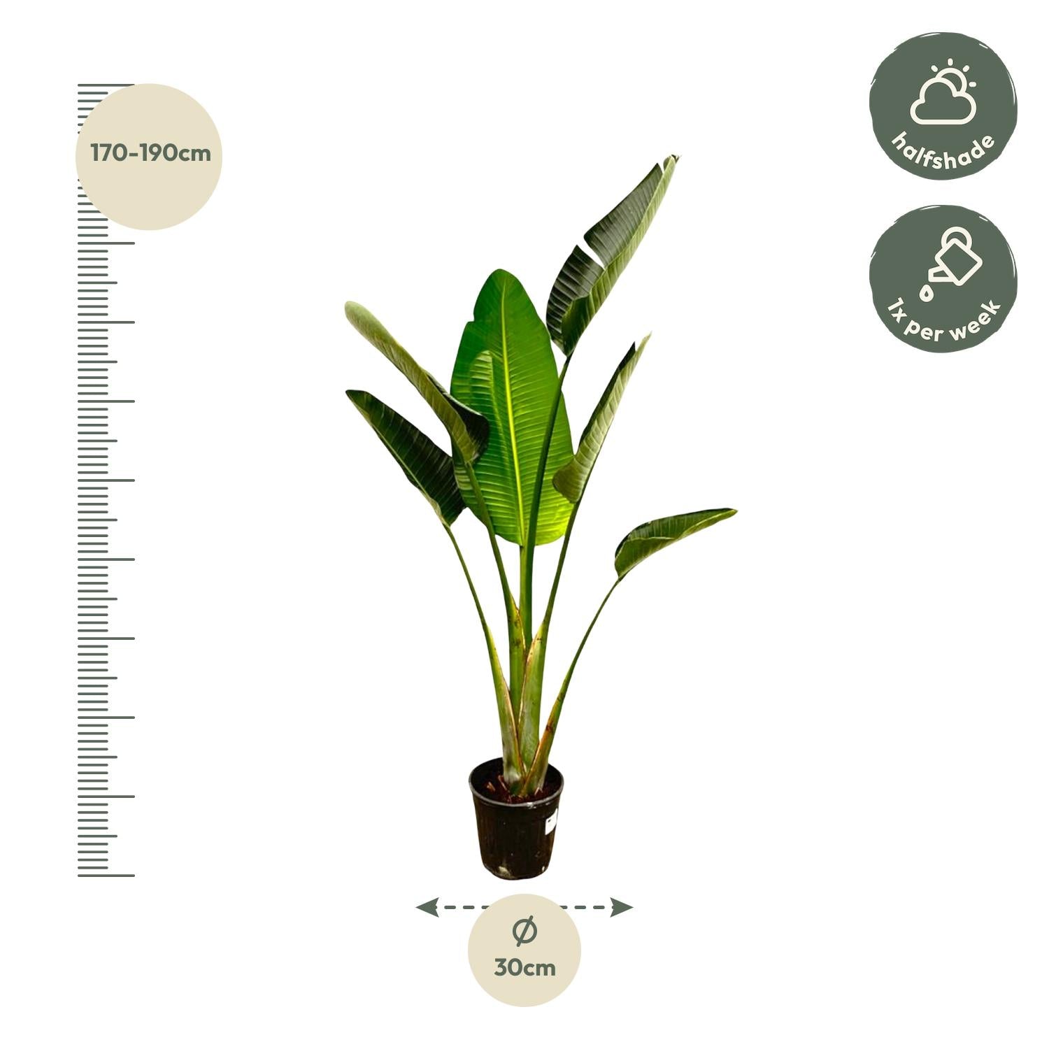 Strelitzia Augusta - 180cm - β30
