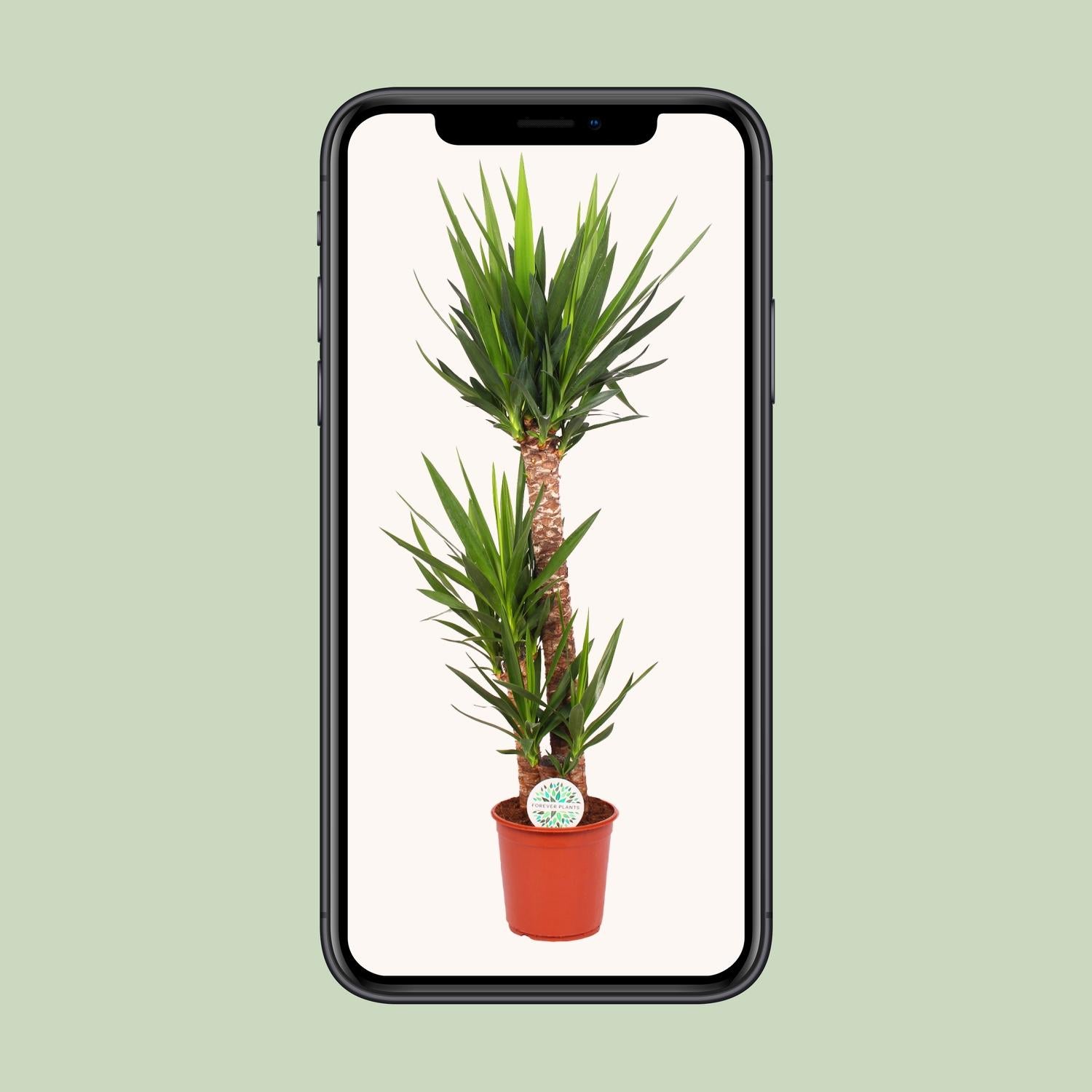 Yucca Elephantipes - Γ24cm - β125cm