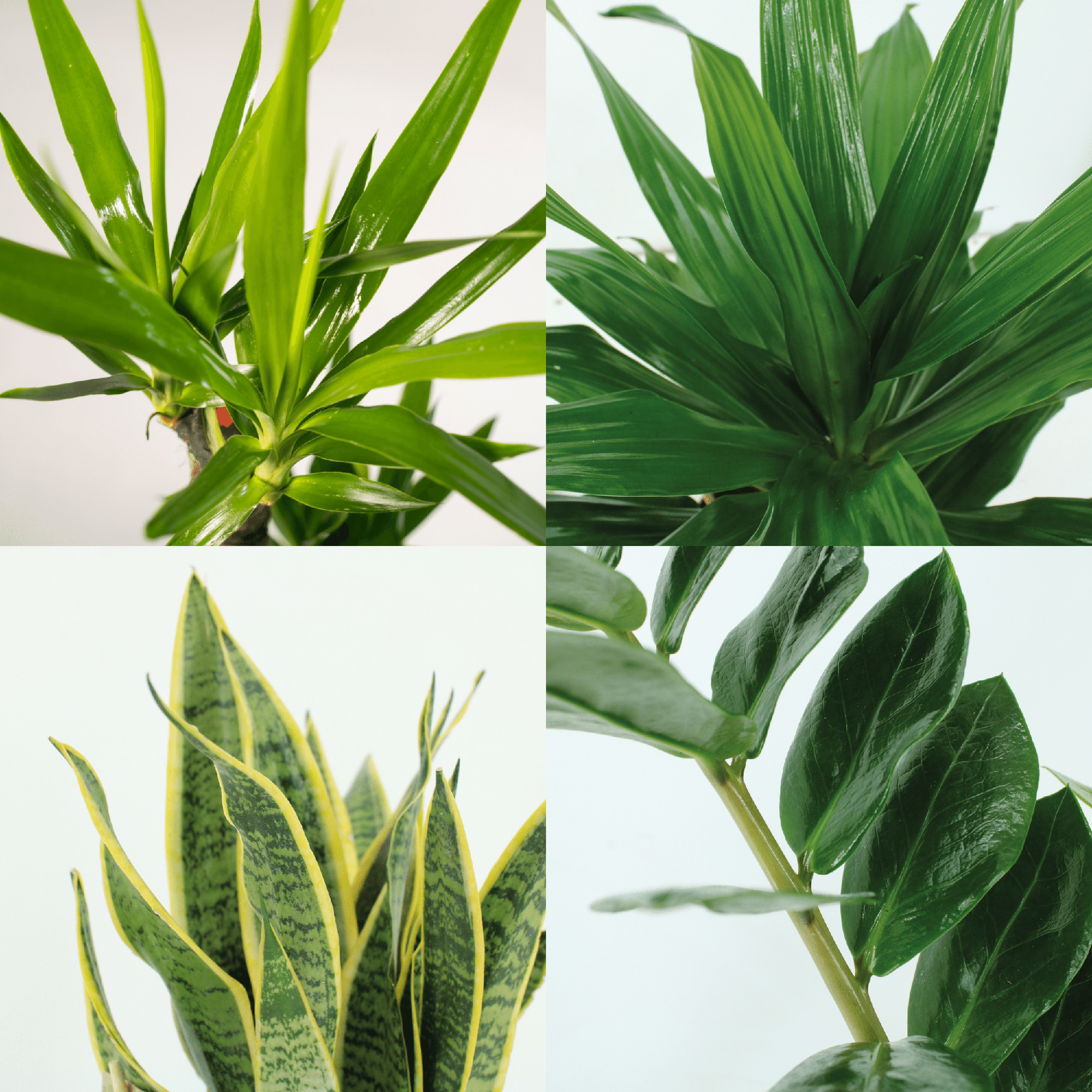Makkelijke plant box - 4 kamerplanten - Verschillende hoogtes - Ć14-Ć17