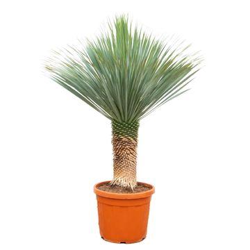 Yucca Rostrata - 140 - 160cm - Ã55