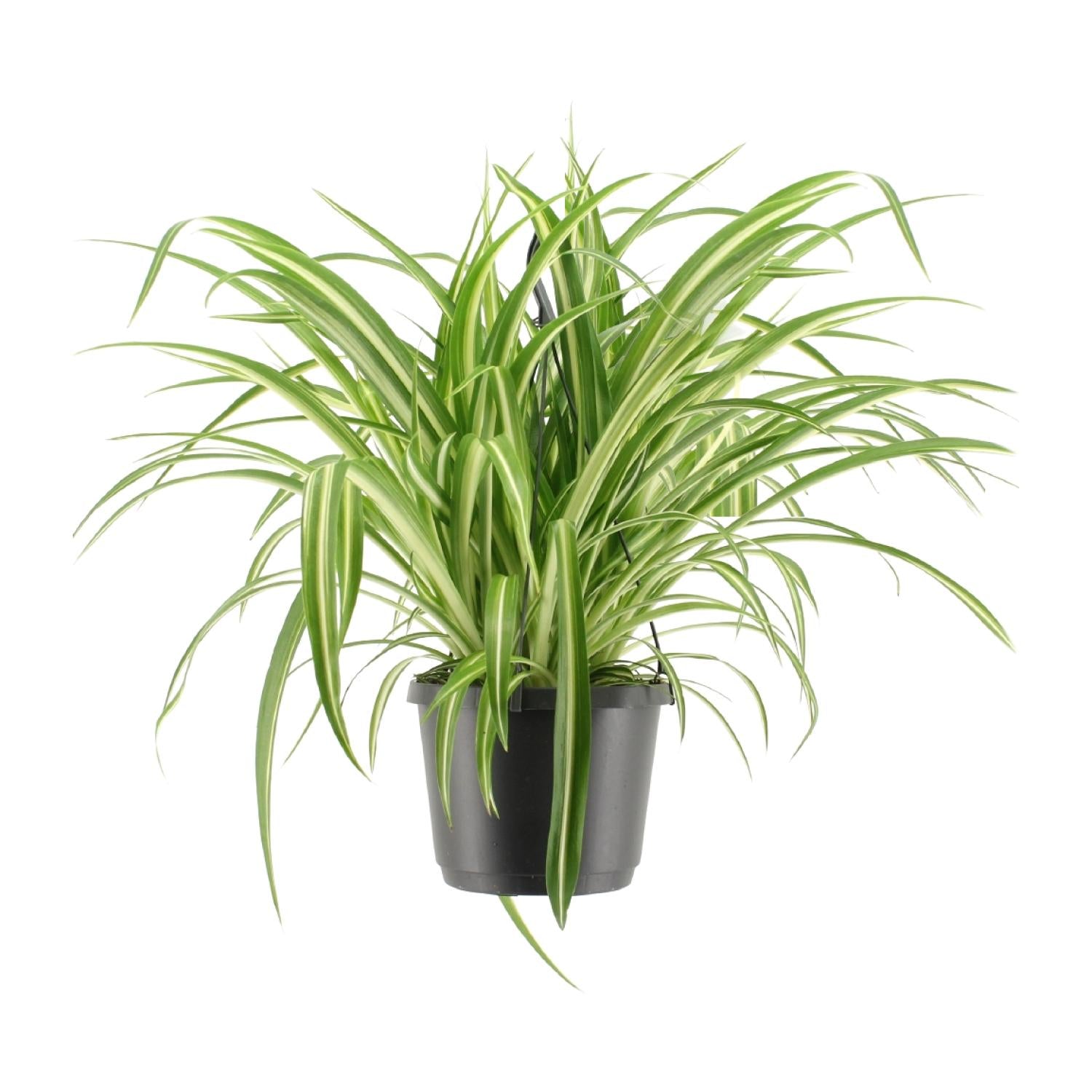 Chlorophytum Comosum Variegatum - Γ17cm - β30cm