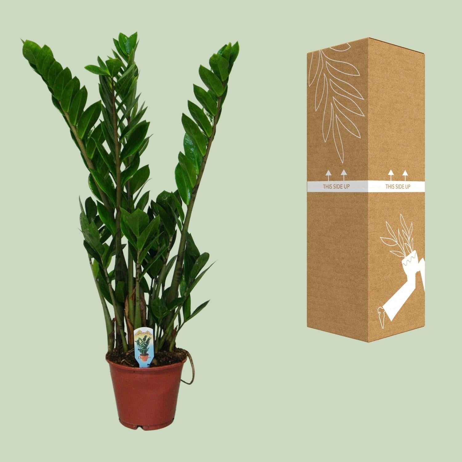 Zamioculcas Zamiifolia - Γ14cm - β50cm