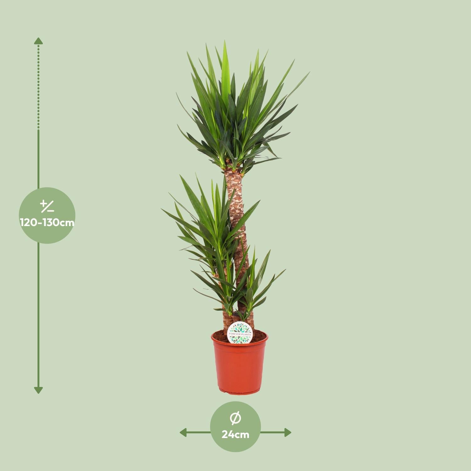 Yucca Elephantipes - Γ24cm - β125cm
