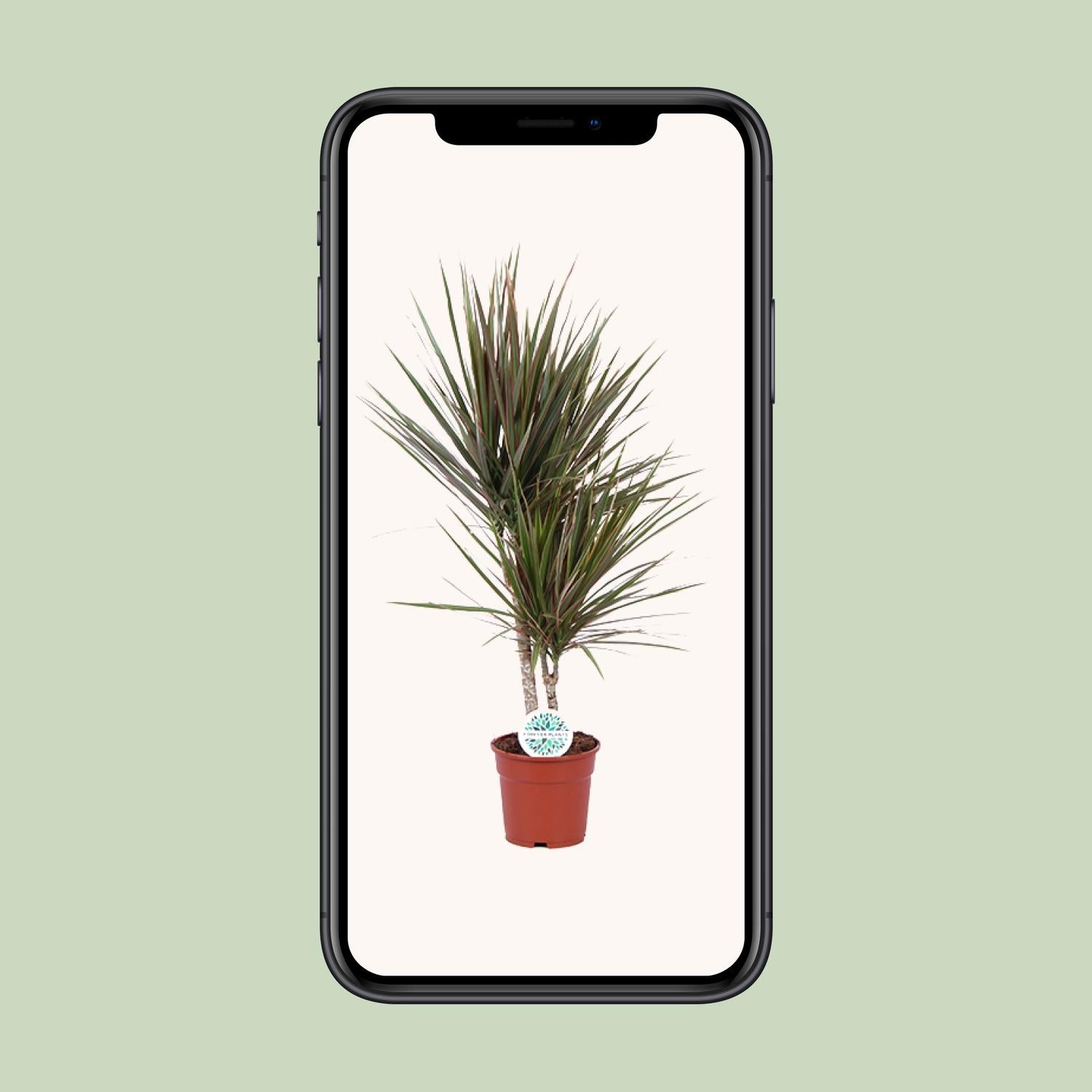 Dracaena Bicolor - Γ17cm - β75cm