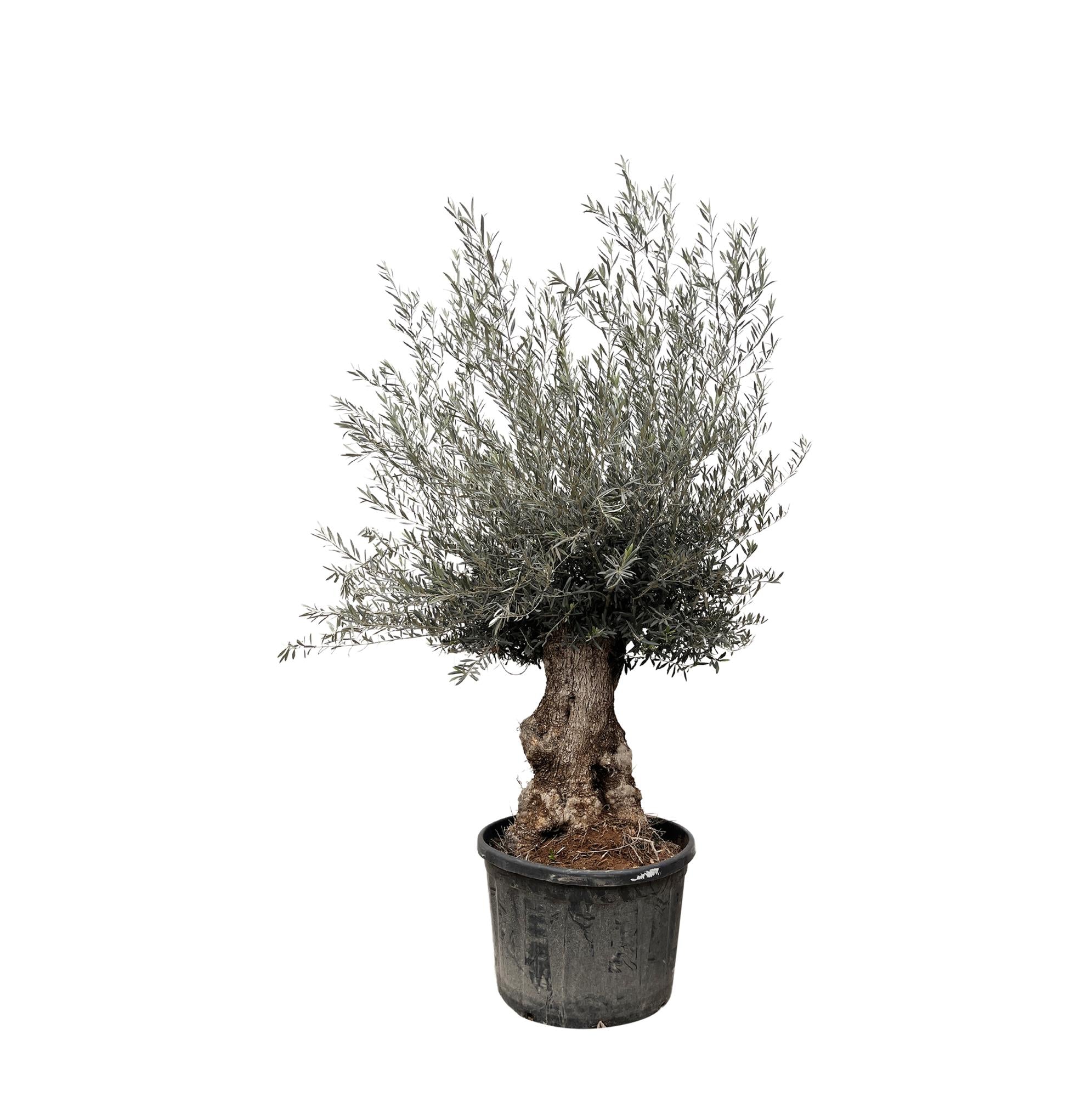 Olea Europaea Bonsai - 270cm- Γ80