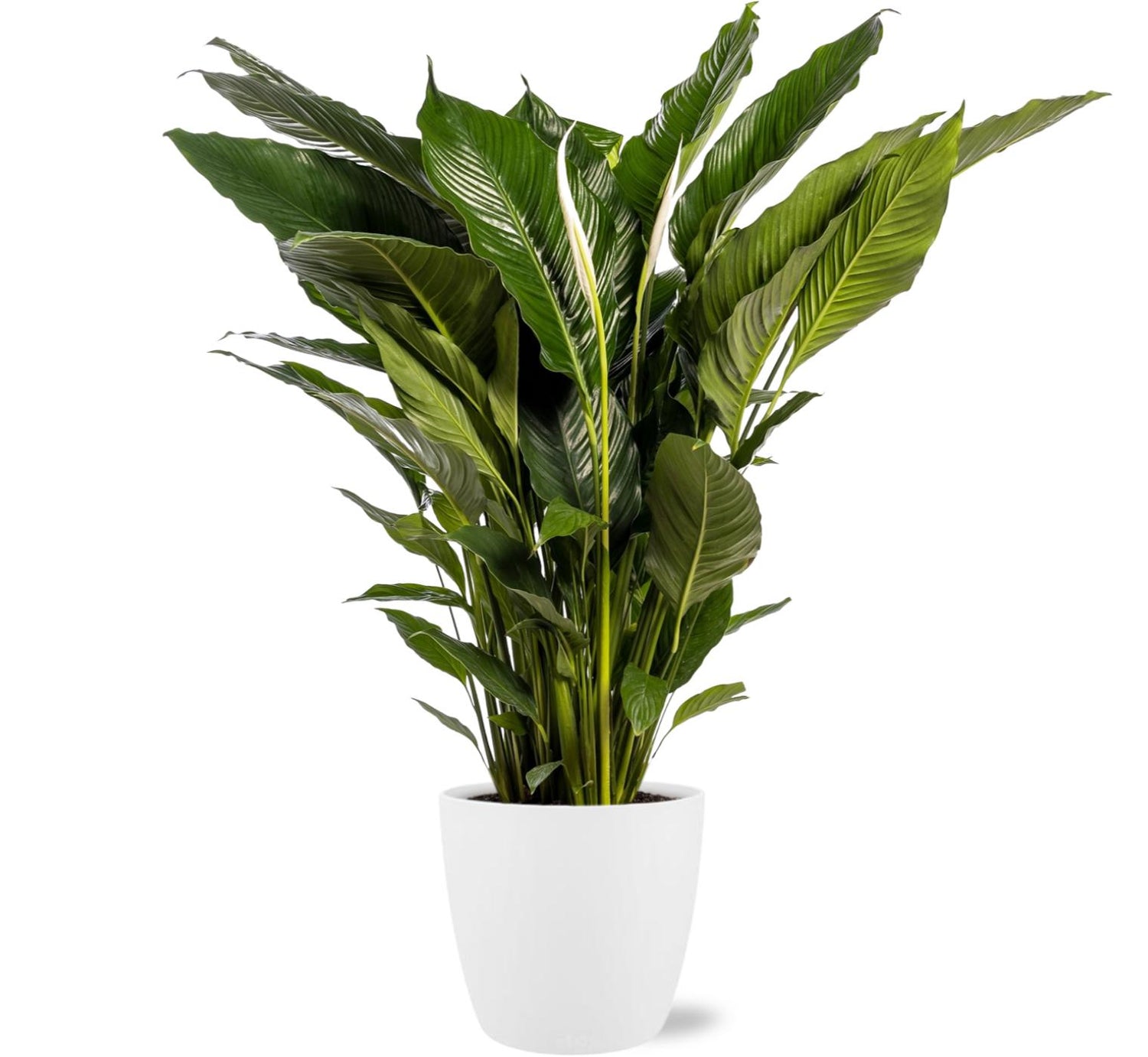 Spathiphyllum Sweet Sebastiano - Γ24cm - β110cm + Pot Brussels D25x23cm - Wit