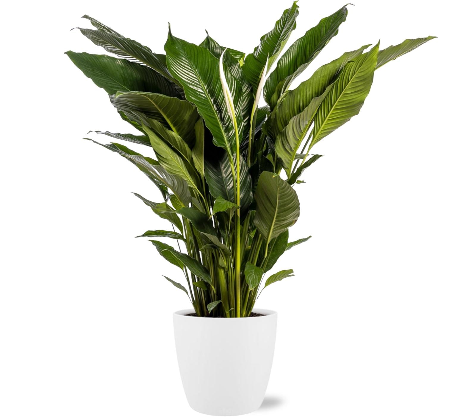 Spathiphyllum Sweet Sebastiano - Γ24cm - β110cm + Pot Brussels D25x23cm - Wit
