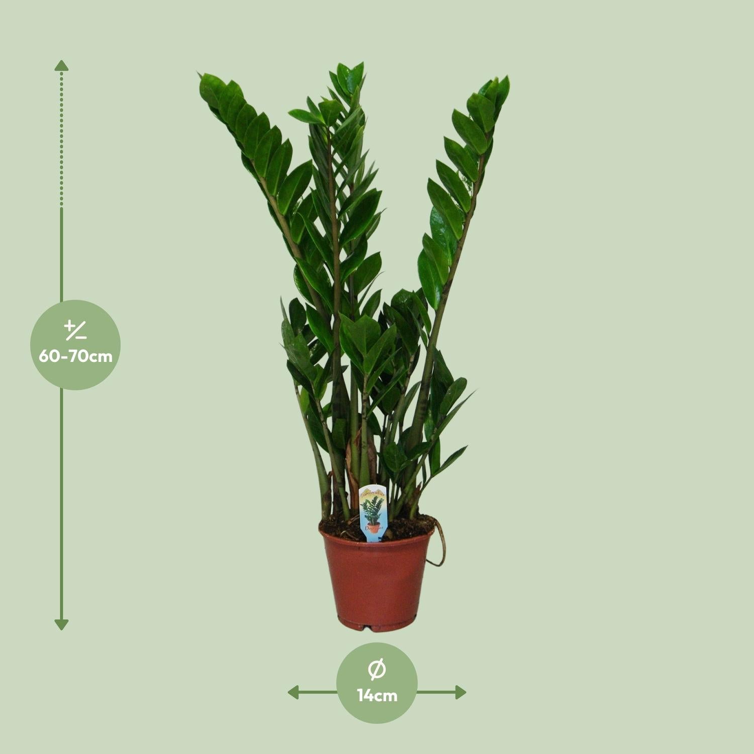 Zamioculcas Zamiifolia - Γ14cm - β50cm