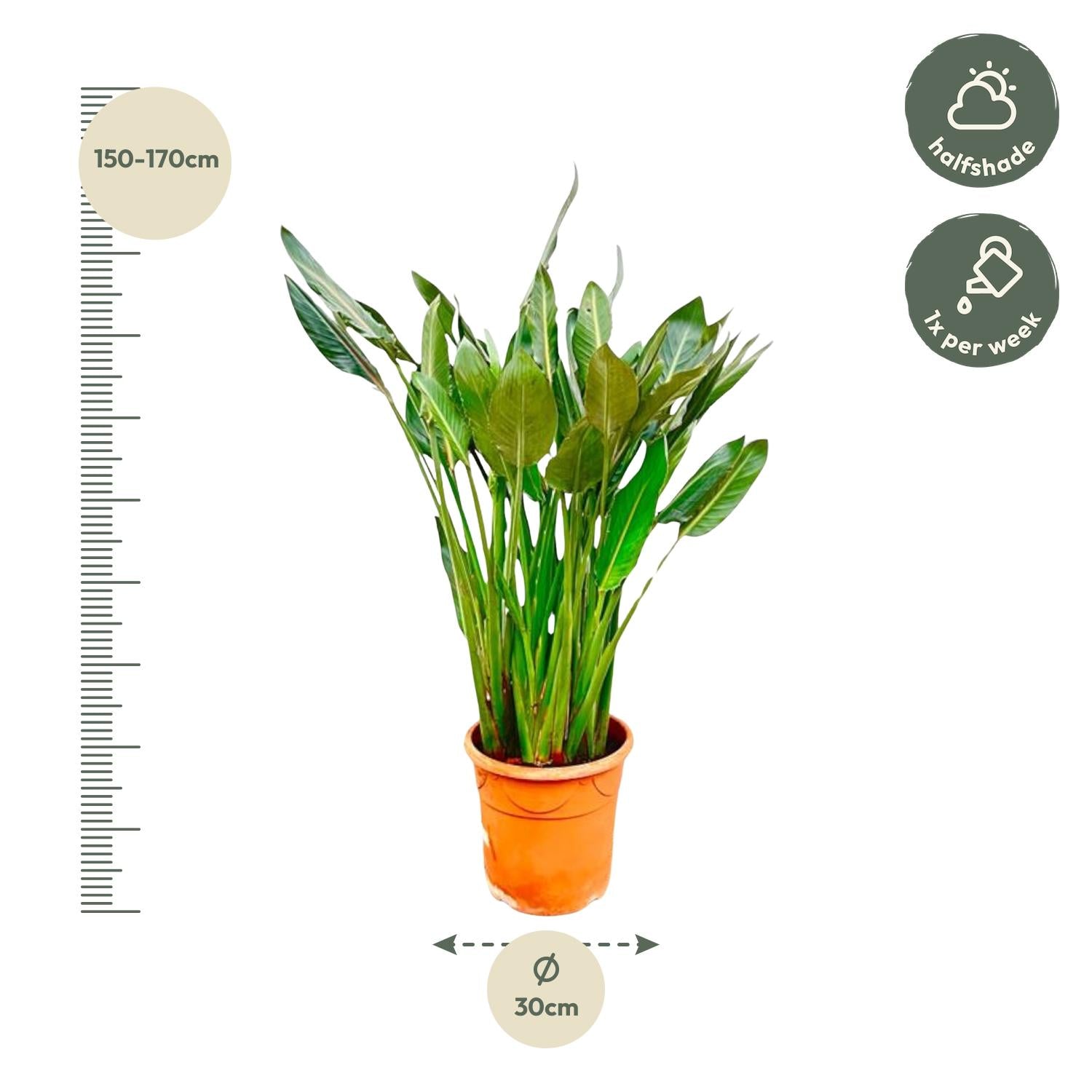 Strelitzia Reginae XL - 160cm - β30