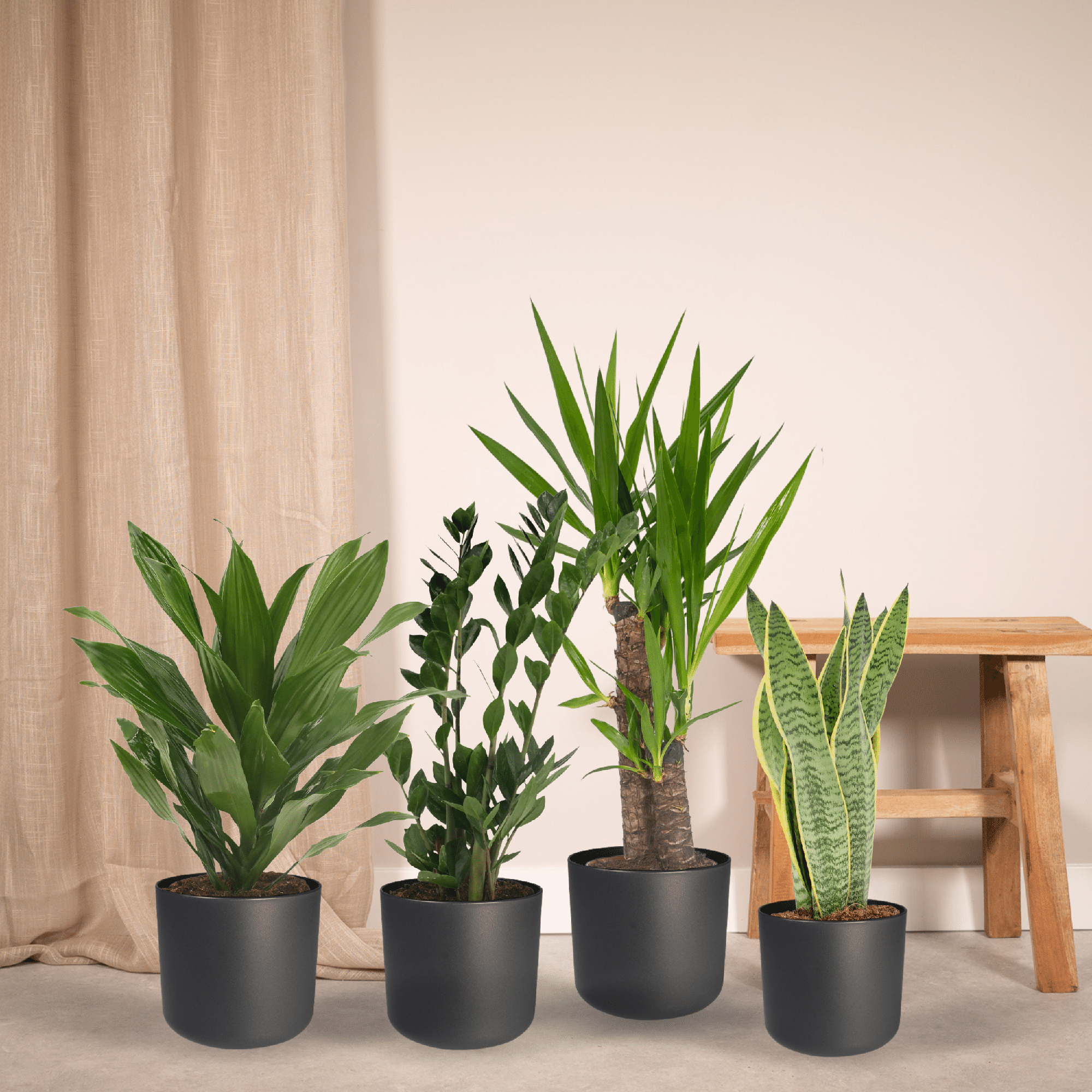 Makkelijke plant box - 4 kamerplanten - Verschillende hoogtes - Ć14-Ć17