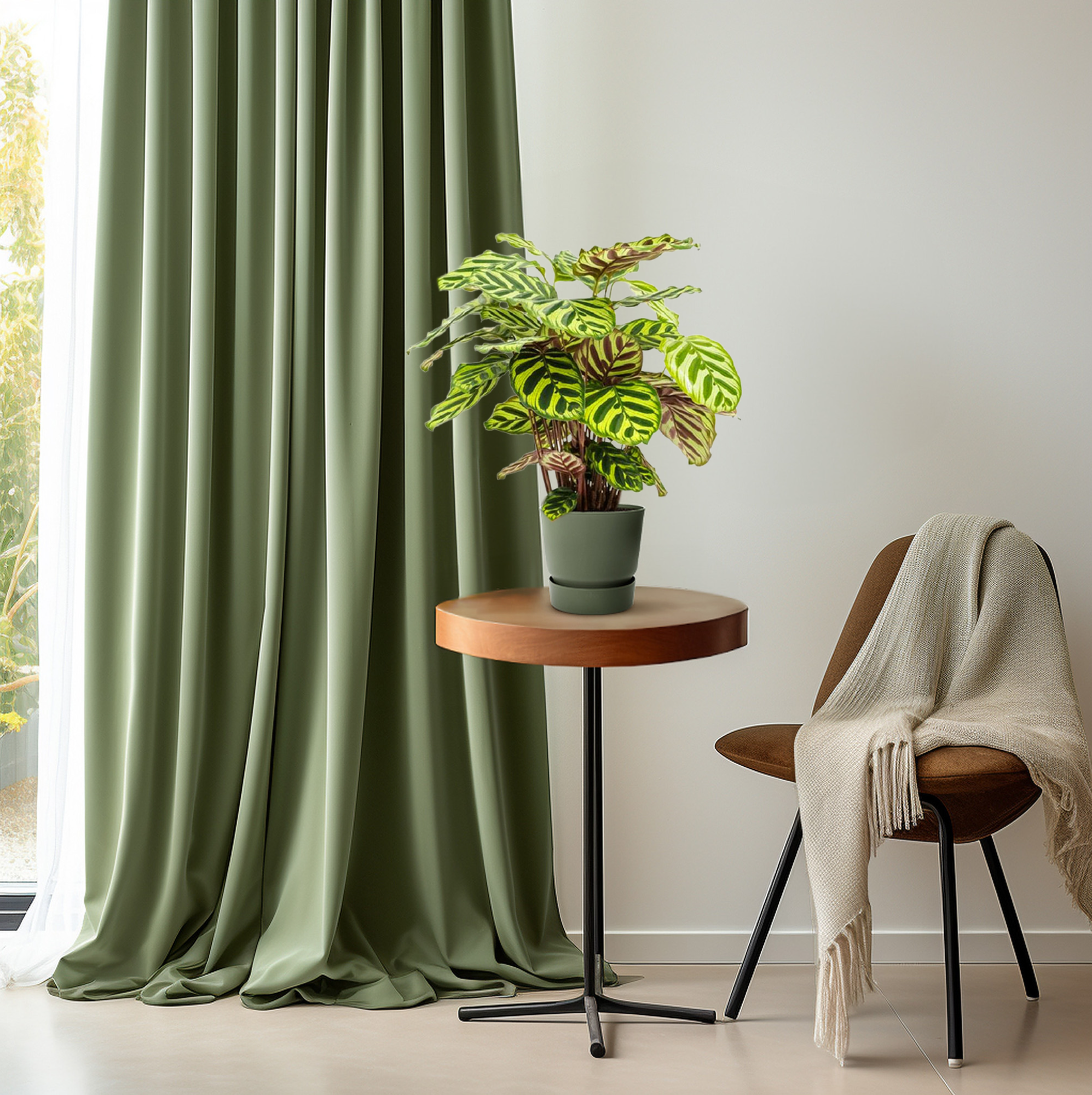 Calathea Makoyana - Γ14cm - β45cm