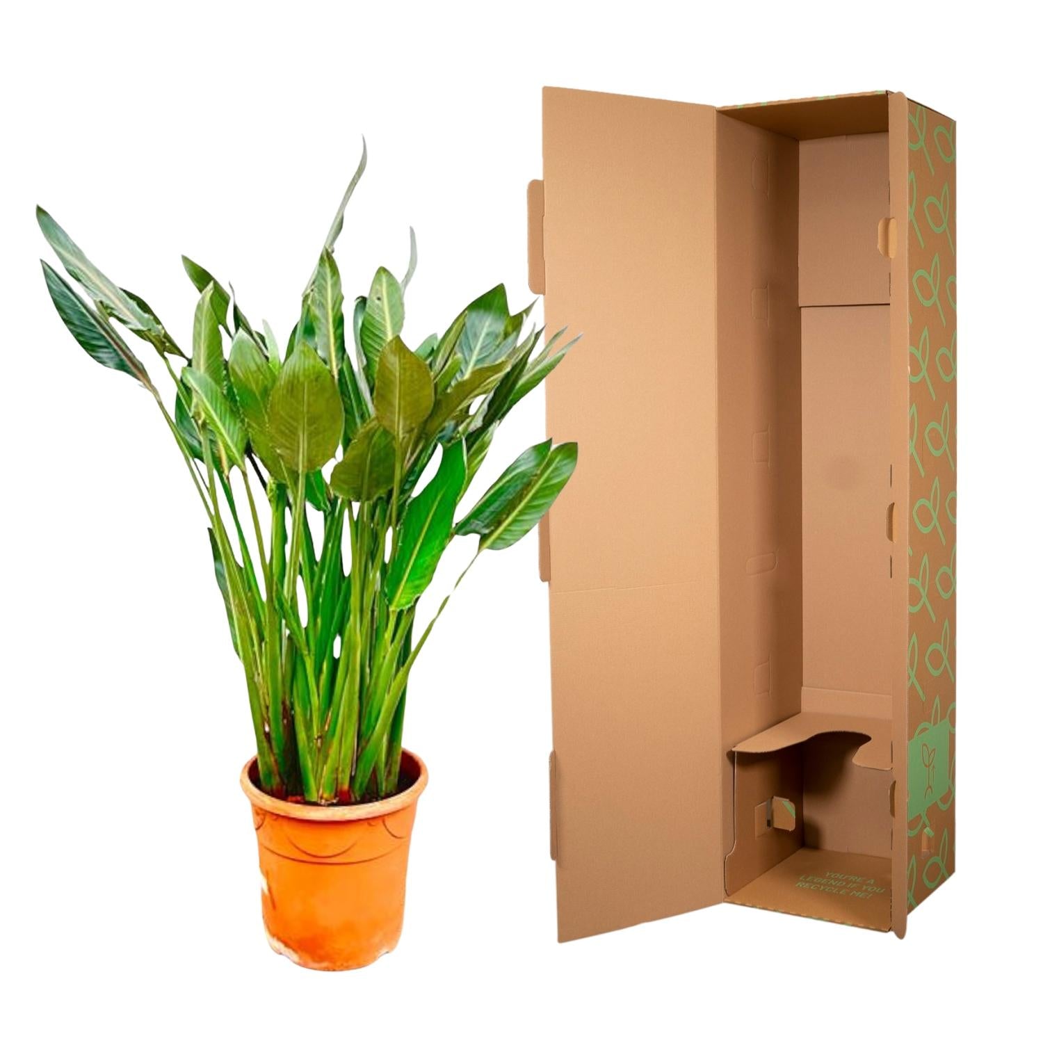 Strelitzia Reginae XL - 160cm - β30