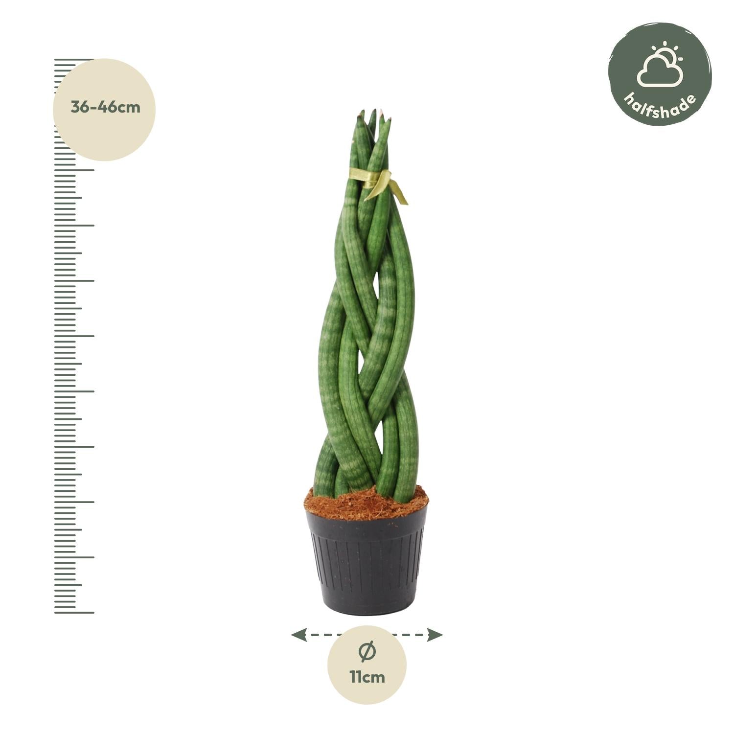 Sansevieria cylindrica &