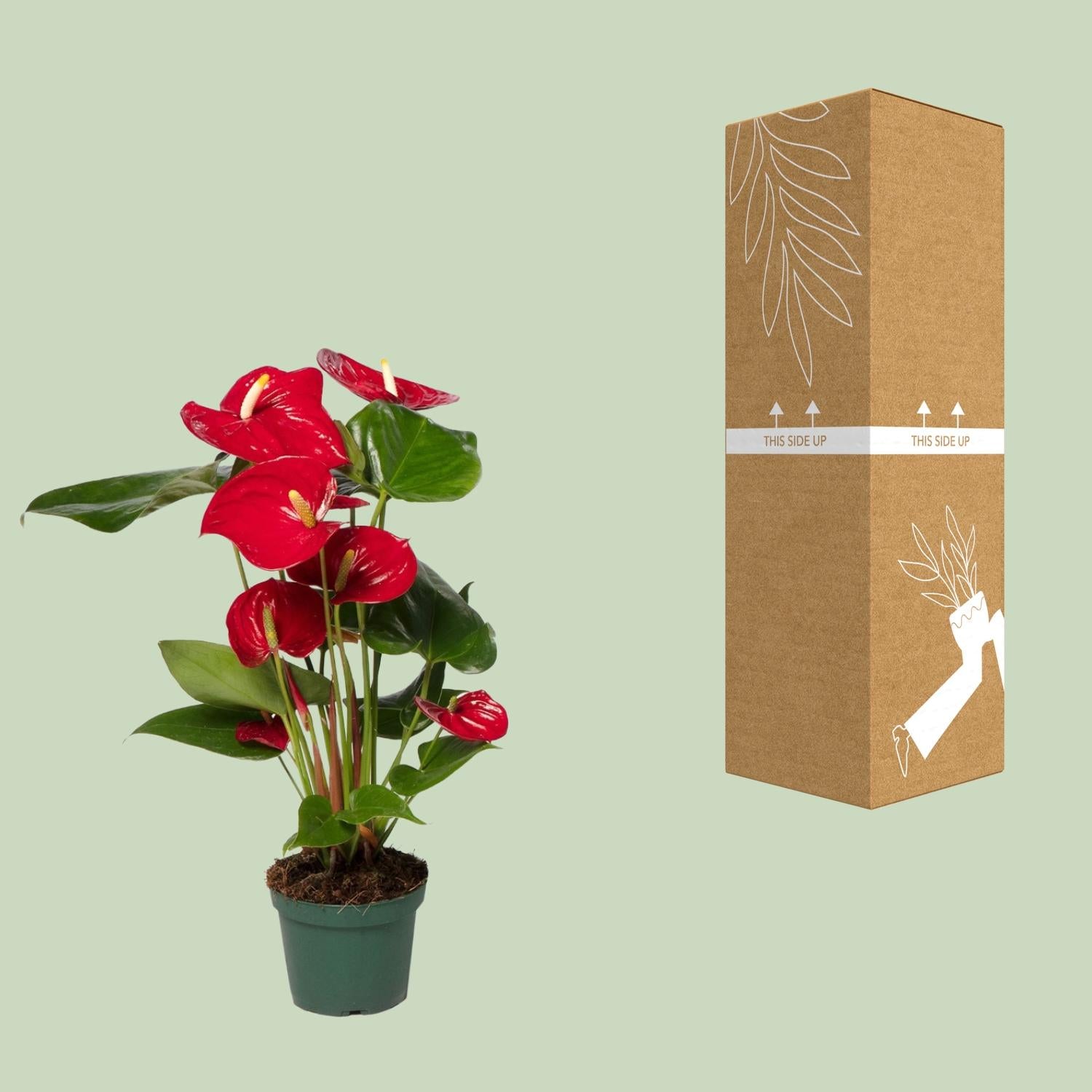 Anthurium Rood - Ø17cm - ↕55cm - Ø12cm - ↕40cm