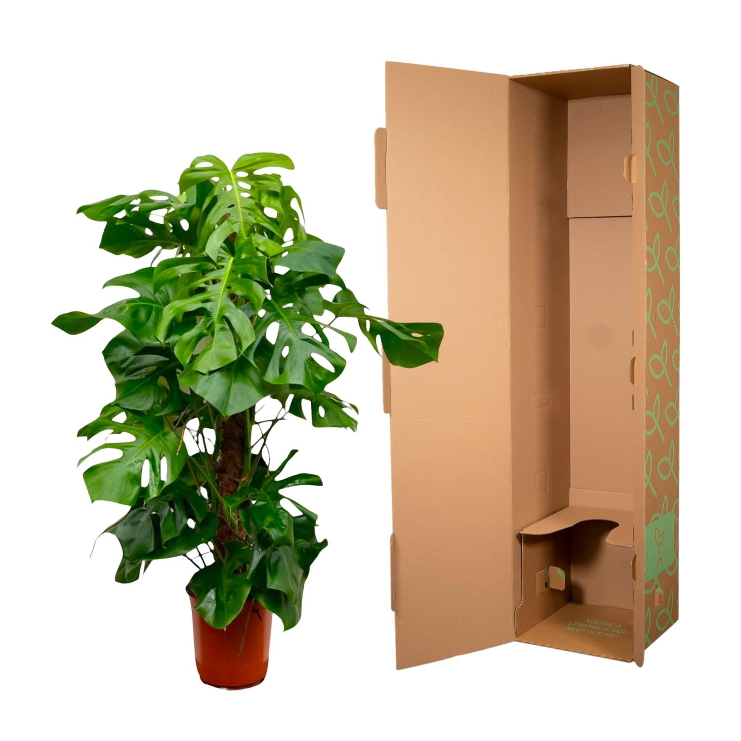 Monstera Deliciosa XXL - 150cm - ā27
